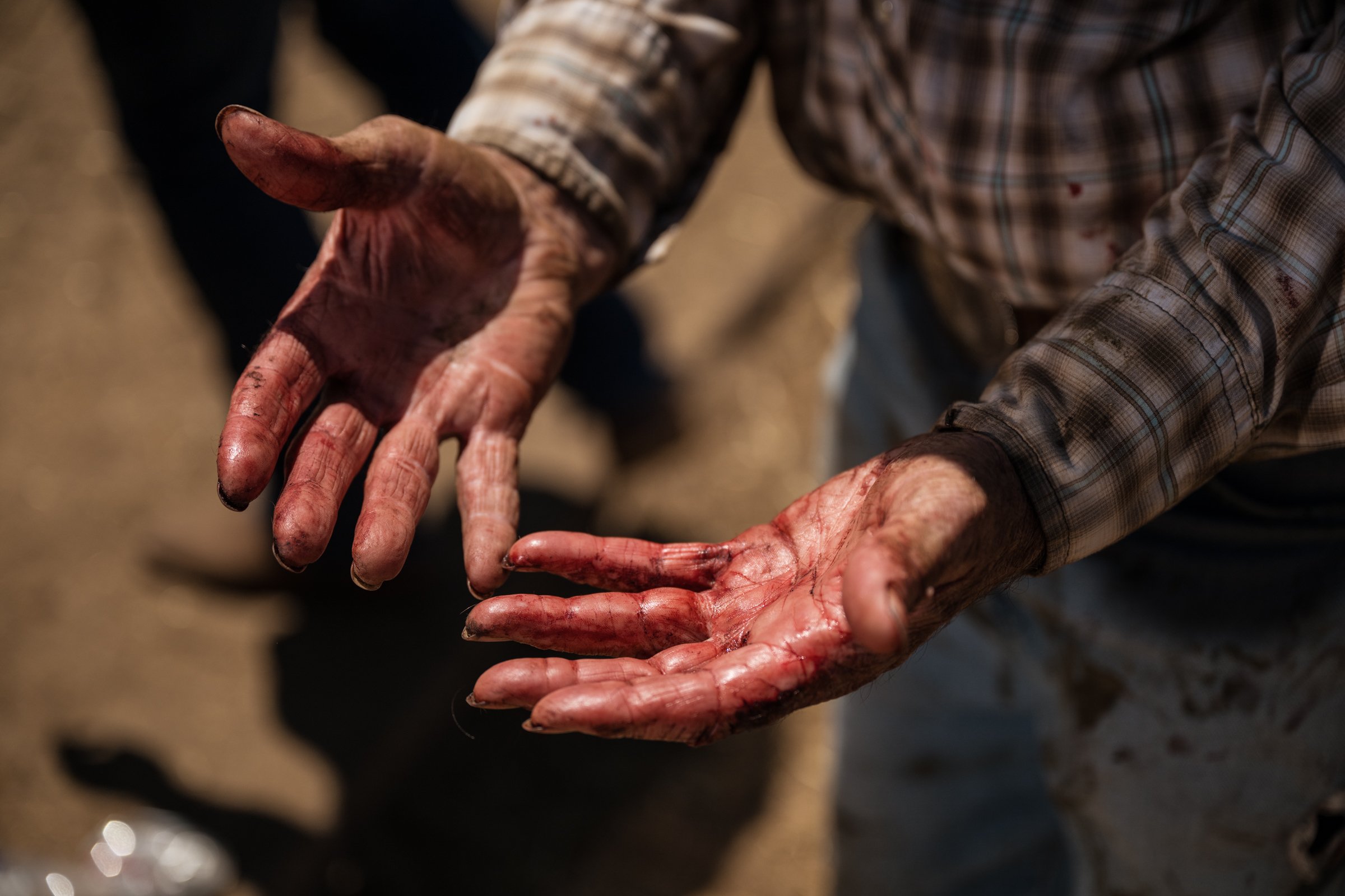 Close-up of rancher's bloodied hands after cattle processing at Mahon Ranch roundup Sacramento County California July 2025