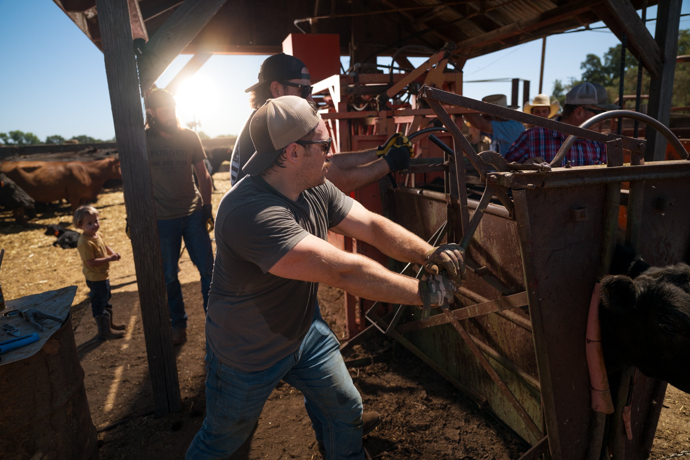 Rancher pulling open cattle chute gate at Mahon Ranch roundup Sacramento County California July 2025