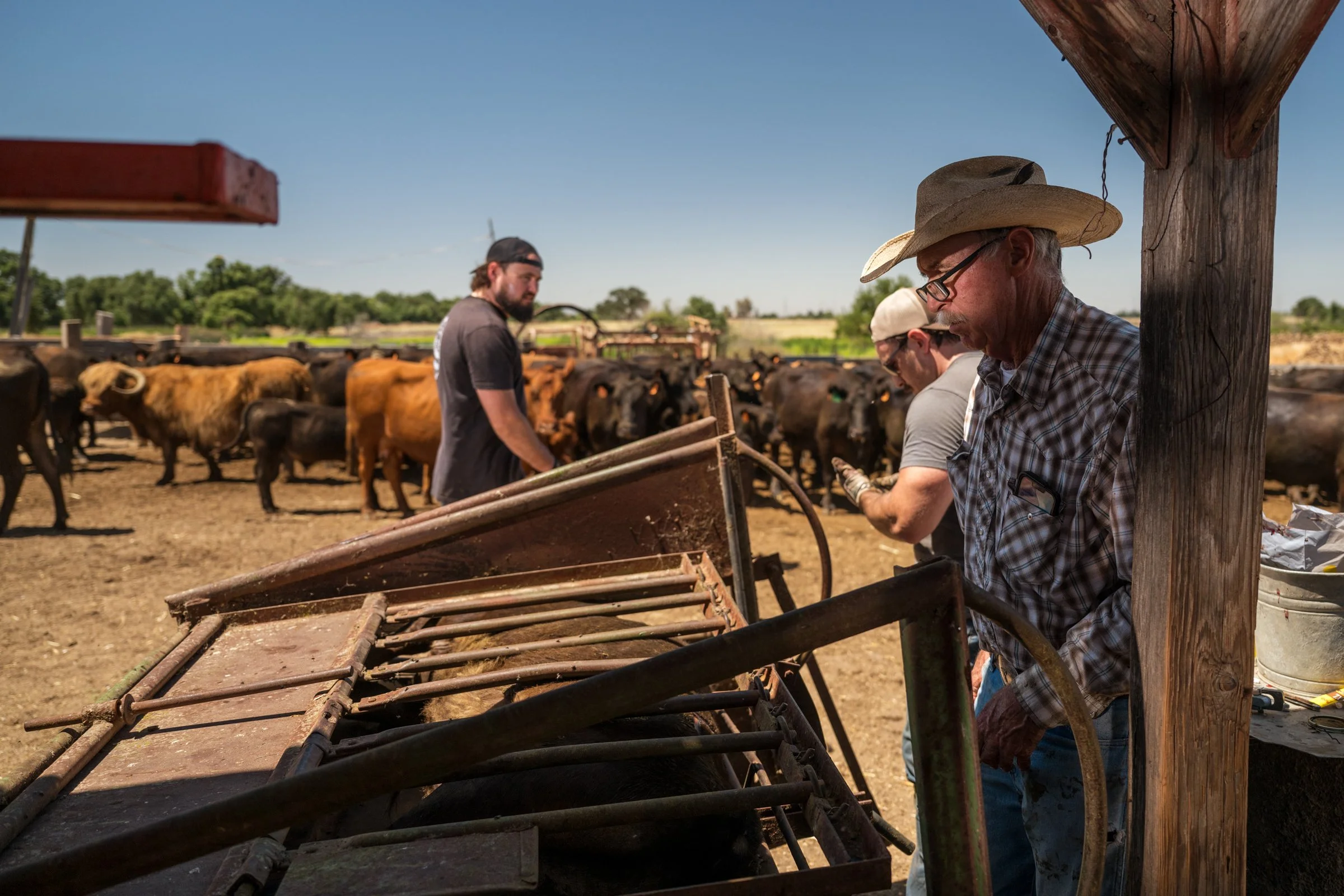 Rancher operating cattle chute equipment at Mahon Ranch roundup Sacramento County California July 2025