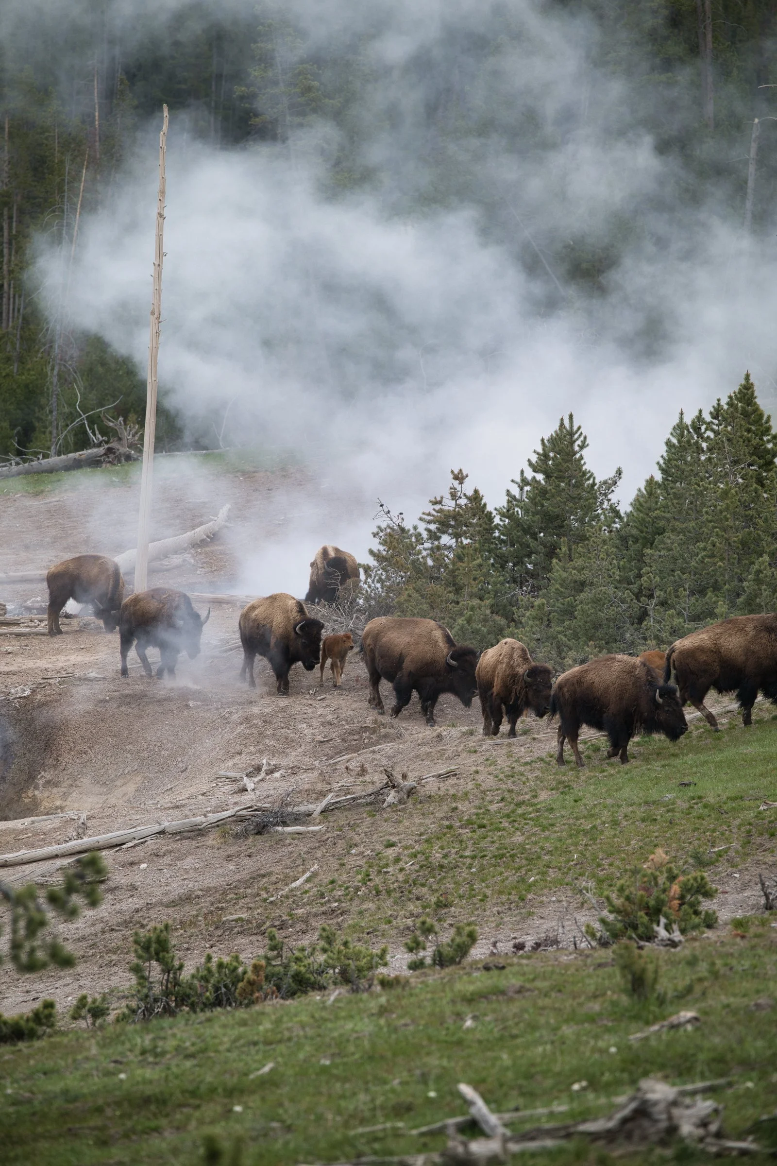 Bison herd moving through geothermal steam vents in Yellowstone National Park