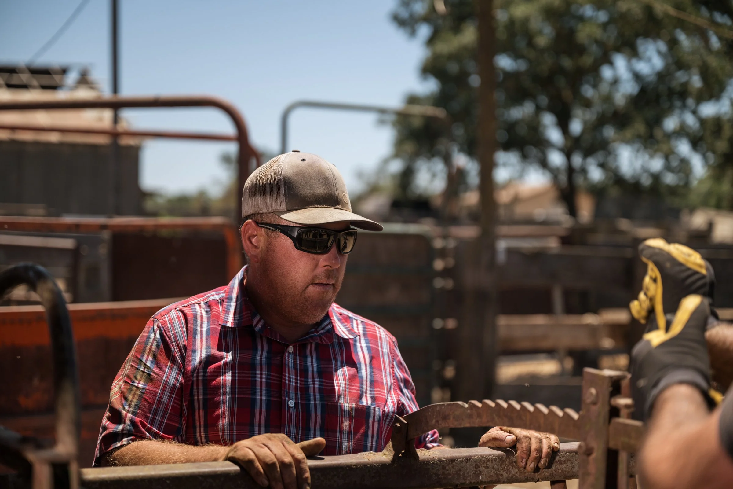 Rancher focused on cattle processing work at Mahon Ranch roundup Sacramento County California July 2025