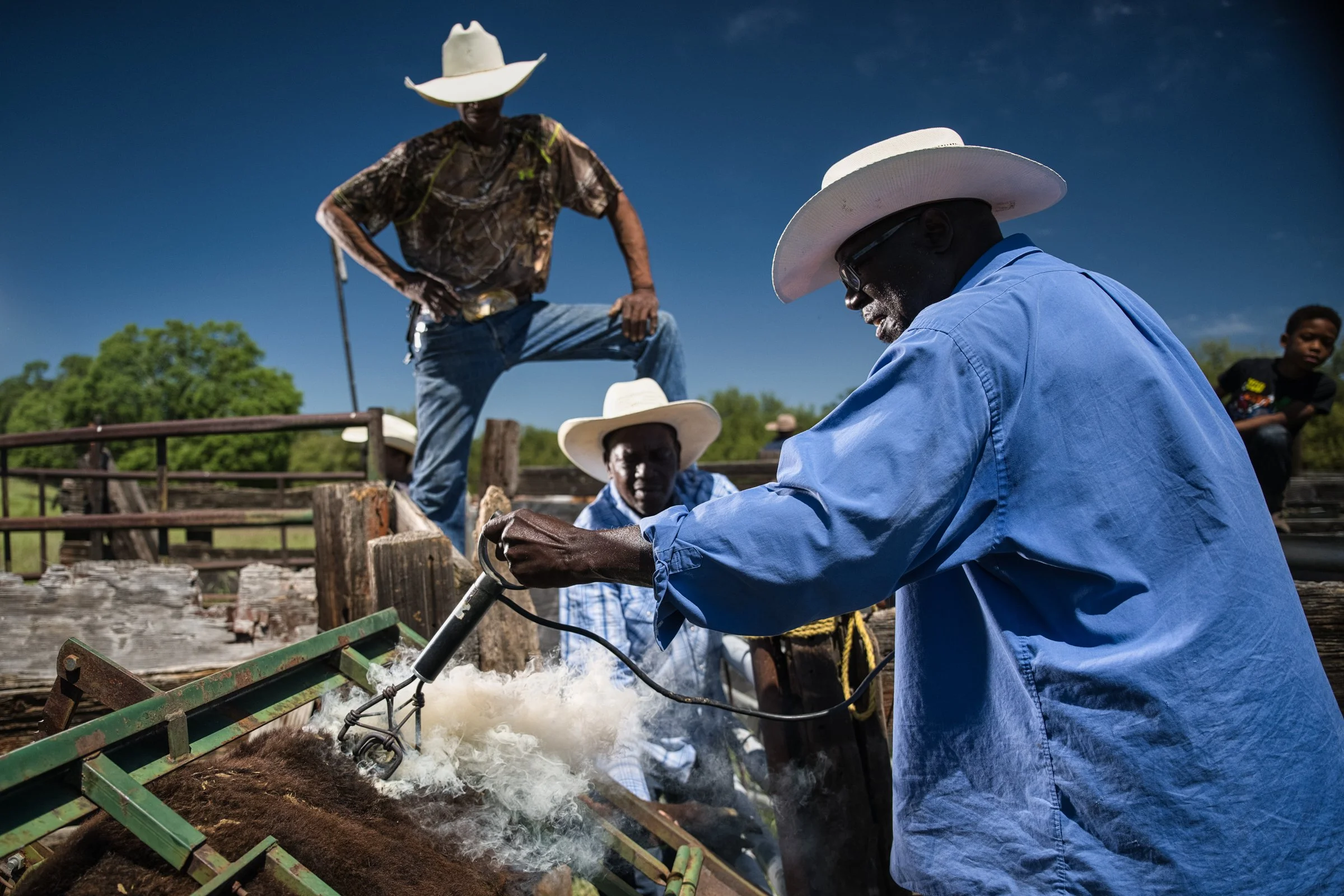 Black cowboy branding cattle at The Lonesome E Cattle Company, Madera County California
