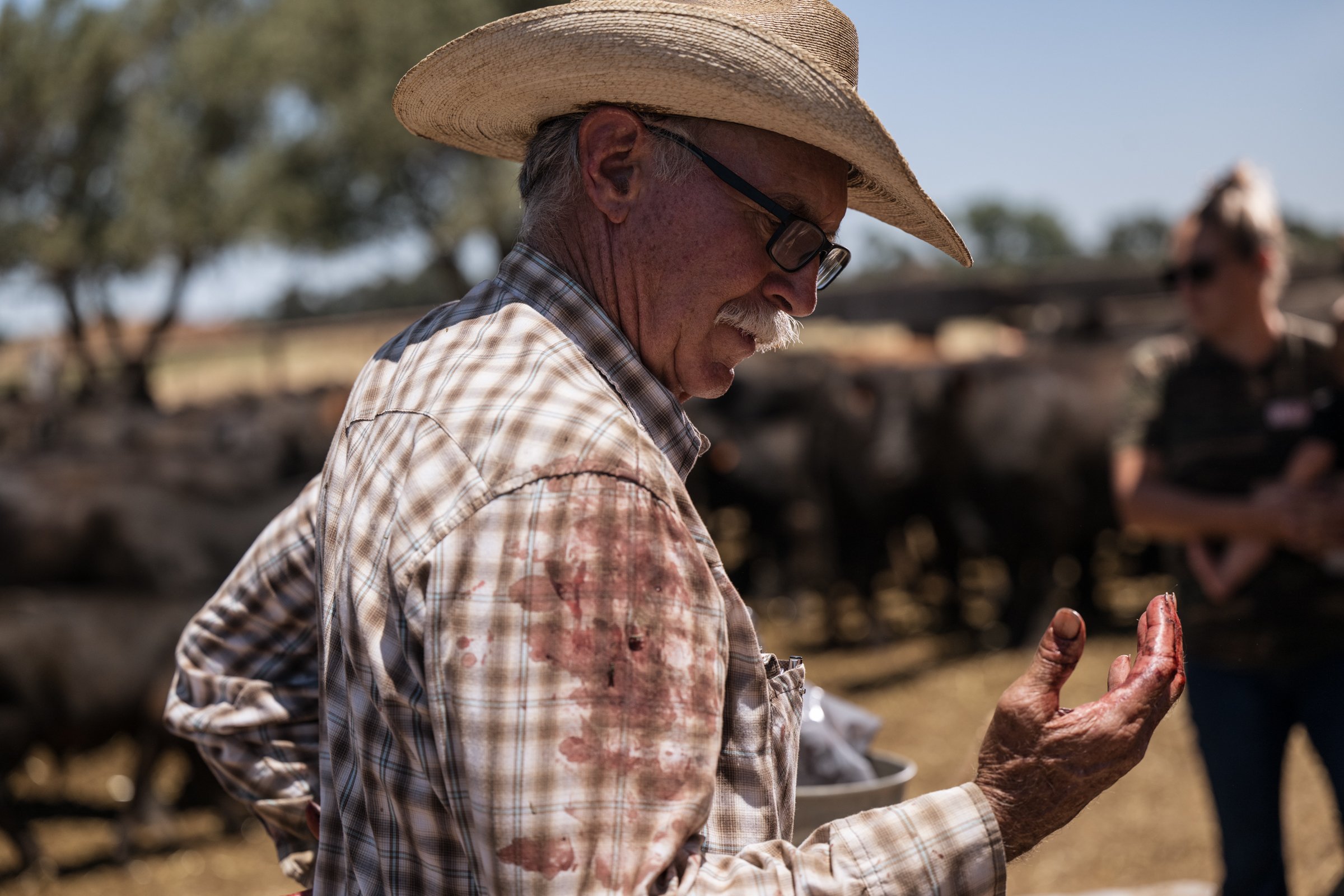 Tom Mayan with bloodied hands and shirt after a full day of cattle processing at Mahon Ranch Sacramento County July 2025
