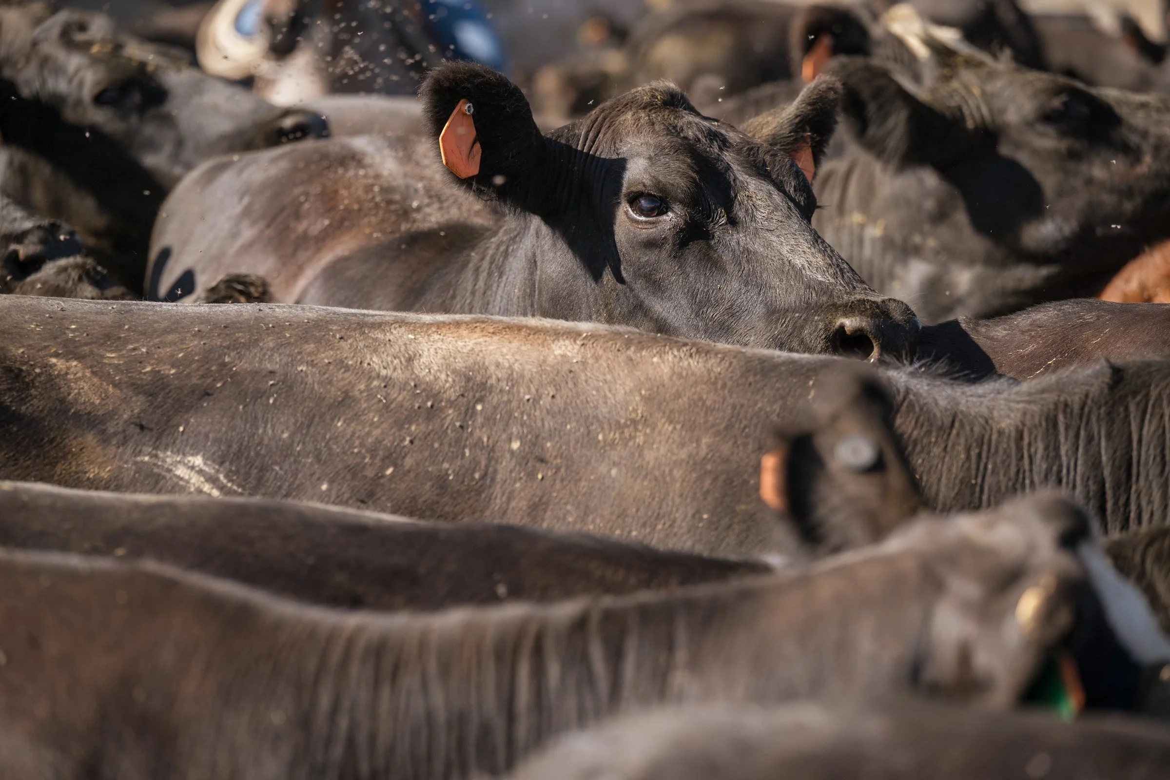 Close-up of cattle with ear tags packed in corral during Mahon Ranch roundup Sacramento County California 2025
