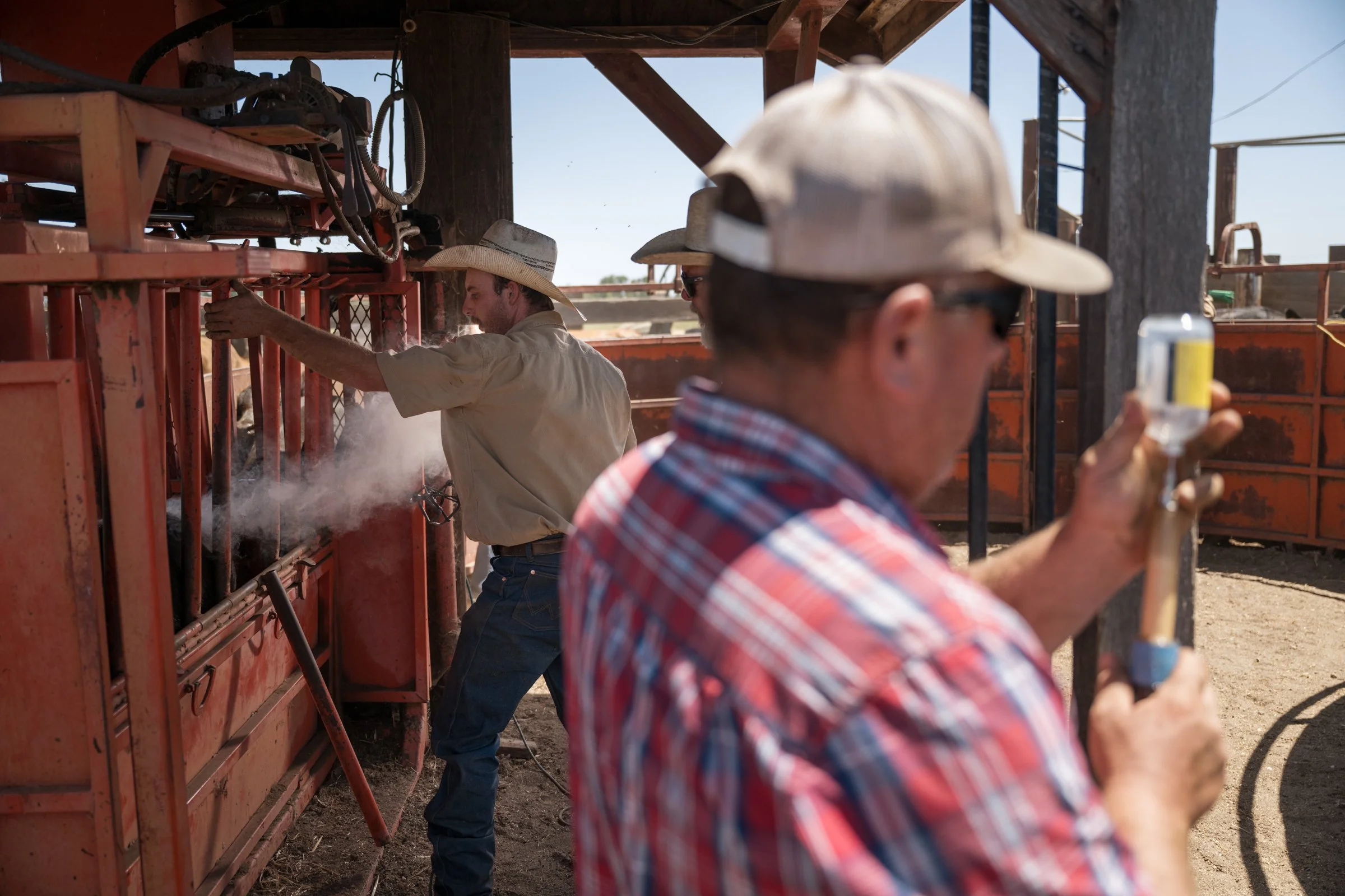 Rancher loading vaccine syringe at cattle chute during Mahon Ranch roundup Sacramento County California July 2025