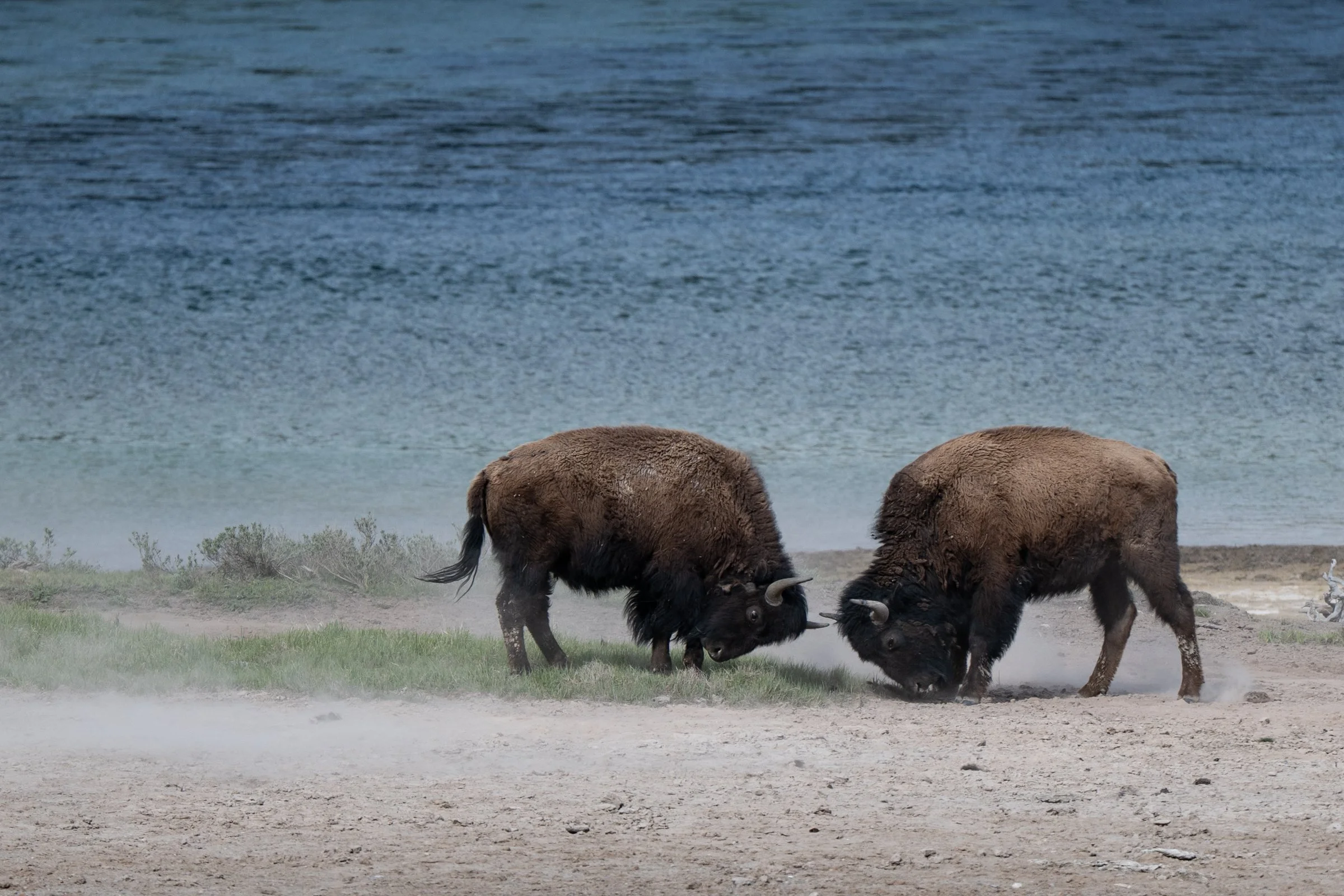 Two bison sparring head to head on the shoreline of Yellowstone Lake with blue water in the background