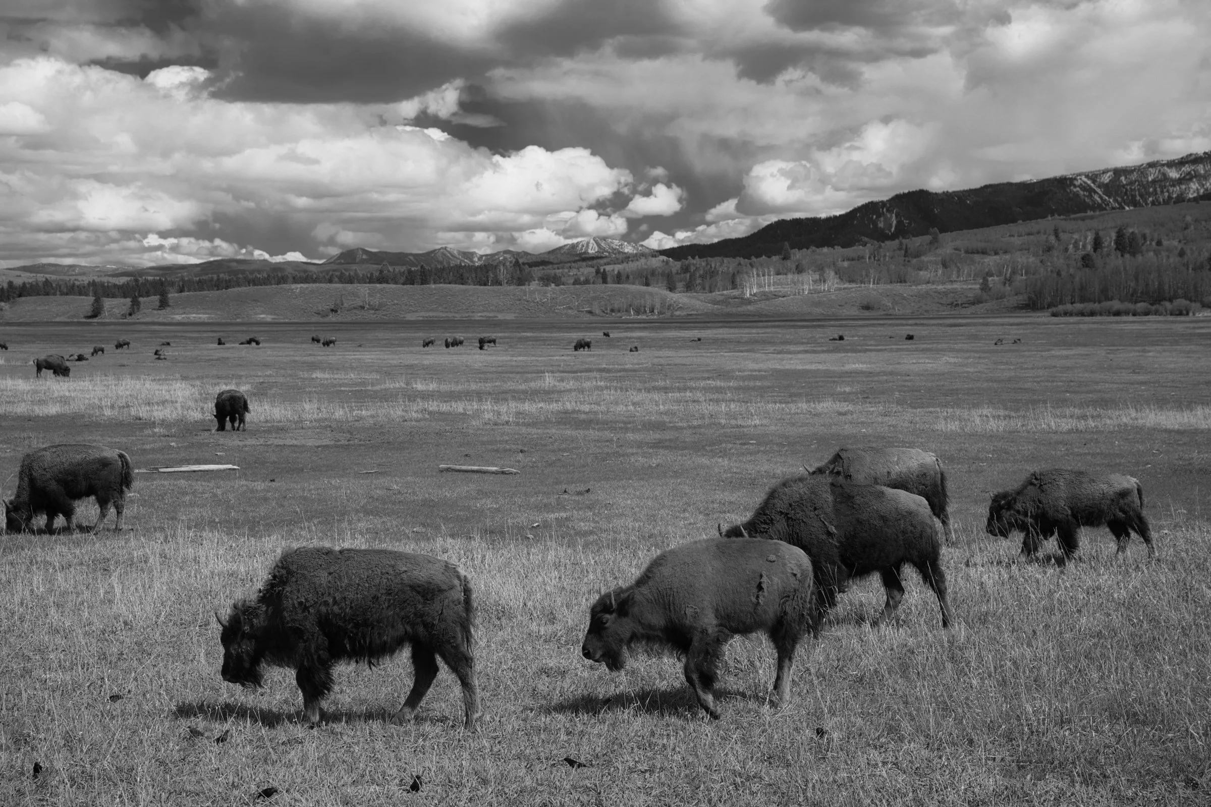 Black and white photograph of a bison herd grazing across a wide Yellowstone meadow with snow-capped mountains in the distance