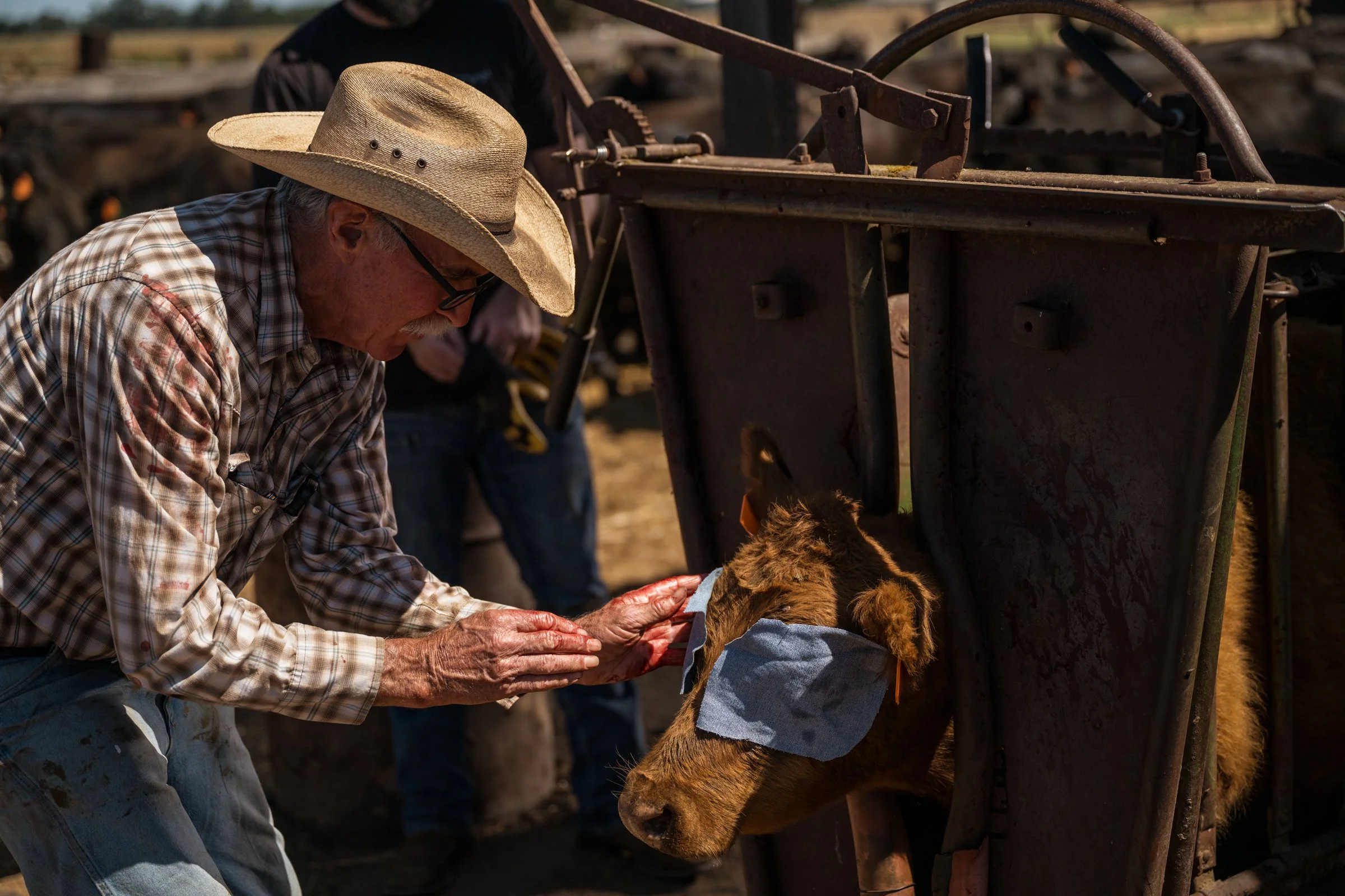 Rancher applying eye treatment to calf in squeeze chute at Mahon Ranch roundup Sacramento County California July 2025