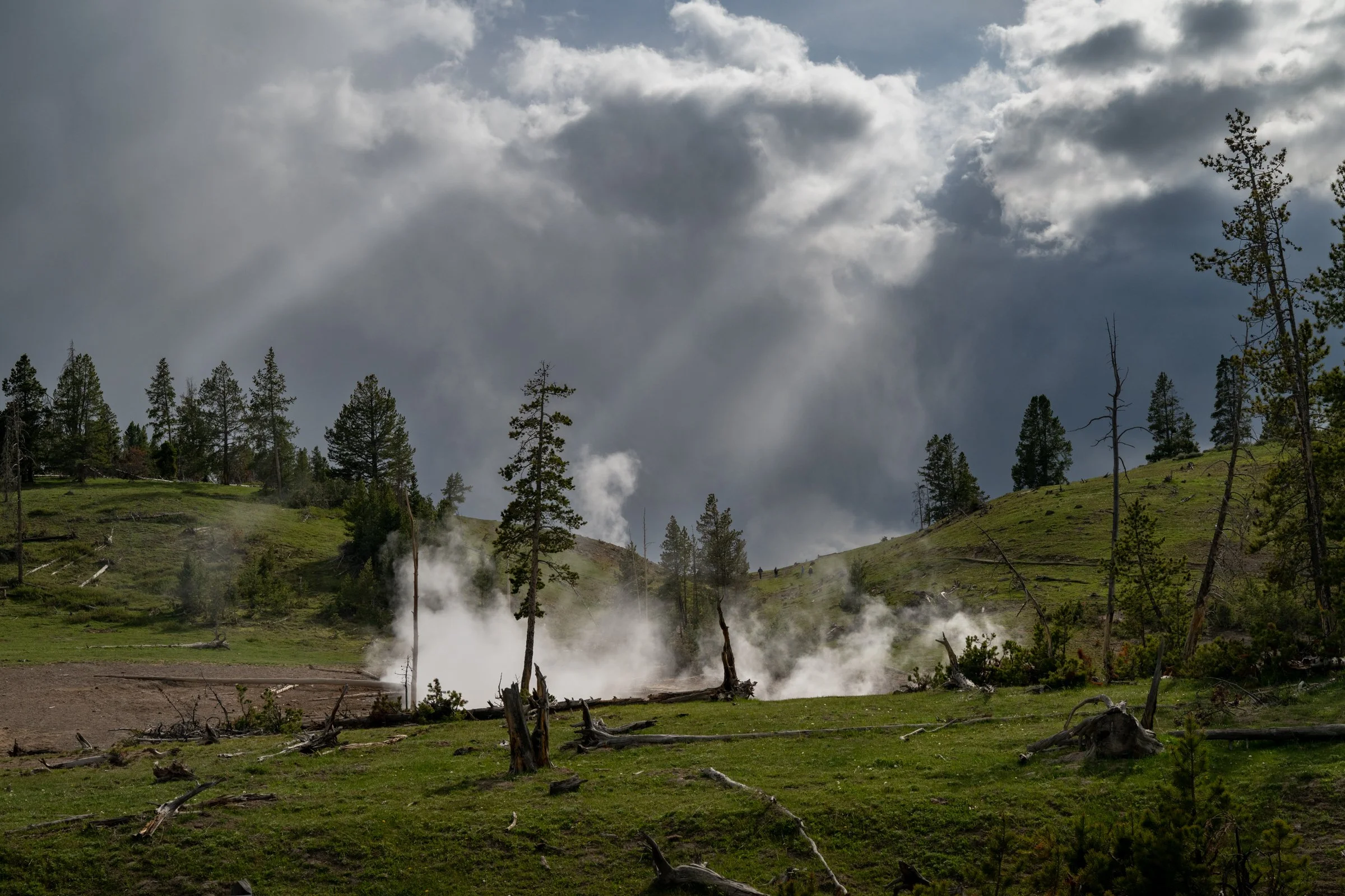 Geothermal steam venting through a green meadow with pine trees and dramatic storm clouds over Yellowstone National Park