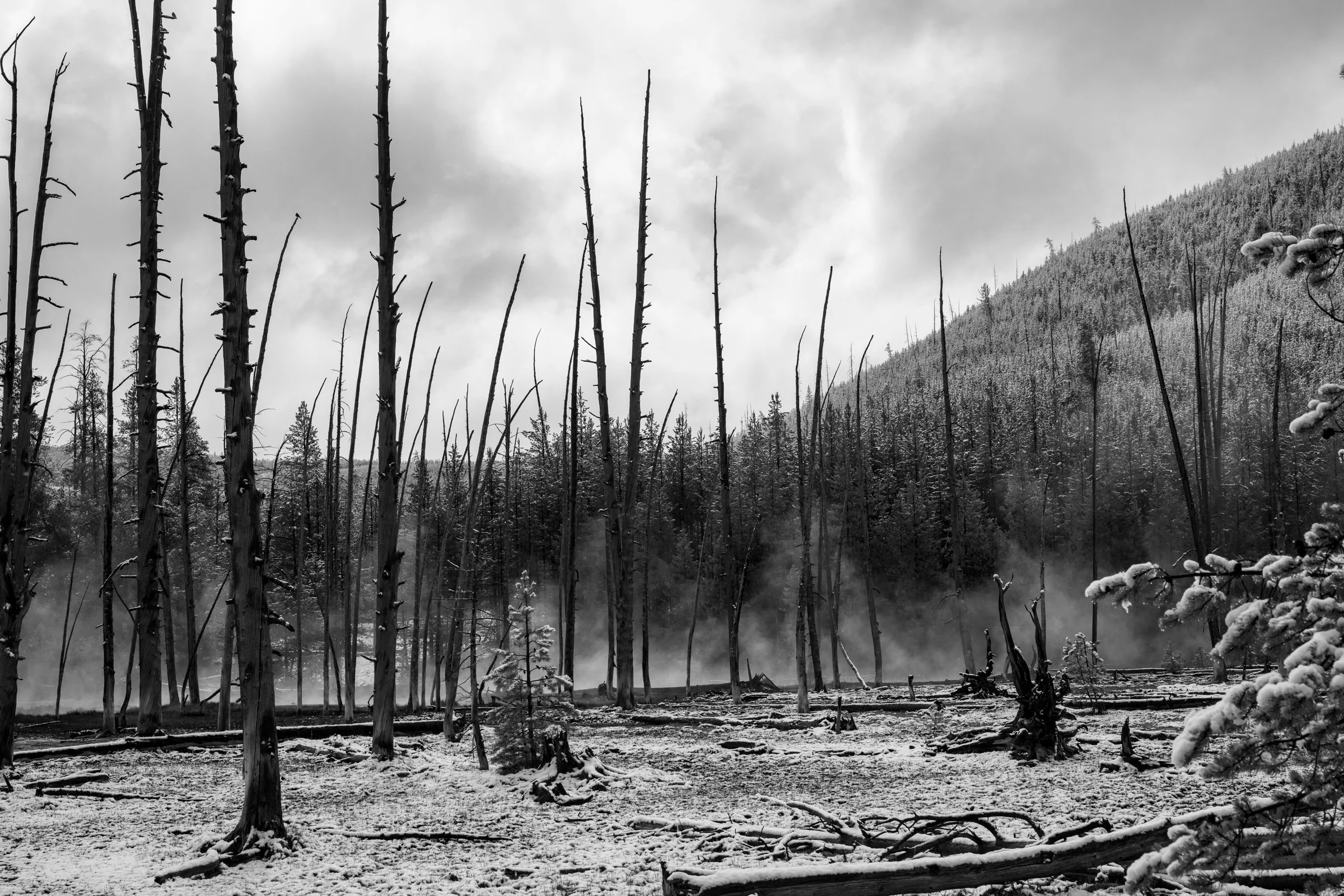 Black and white photograph of burned trees dusted with snow and geothermal steam rising through a Yellowstone forest