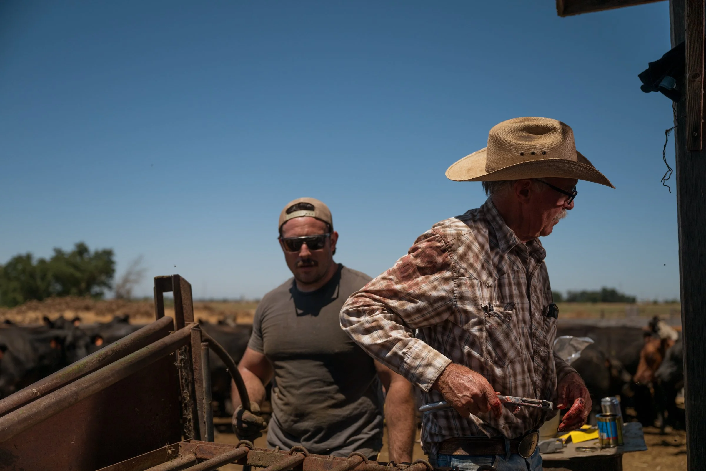 Rancher administering vaccine to cattle at chute during Mahon Ranch roundup Sacramento County California July 2025