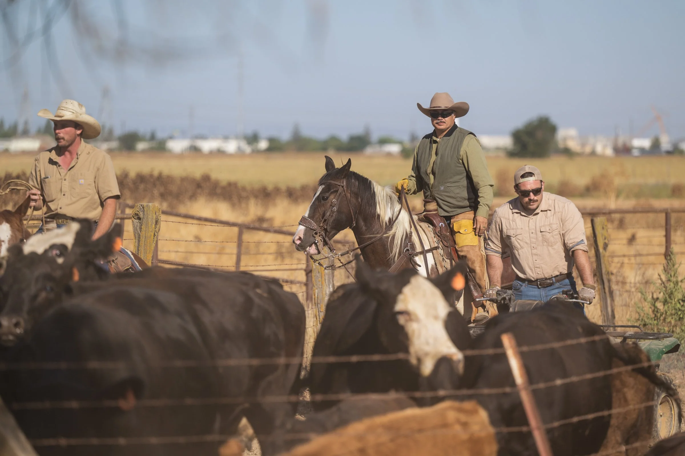 Troy Mayan on quad and Cowboy Kona on horseback with Tyler Anderson working cattle at Mahon Ranch roundup Sacramento County 2025