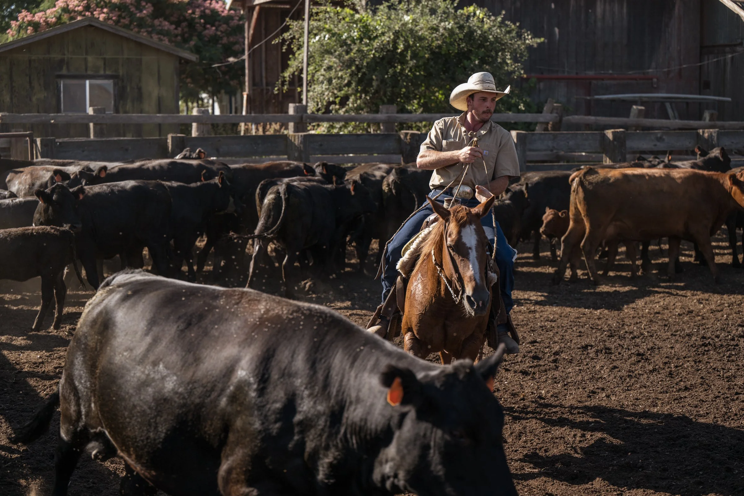Cowboy on horseback working cattle in corral at Mahon Ranch roundup Sacramento County California July 2025