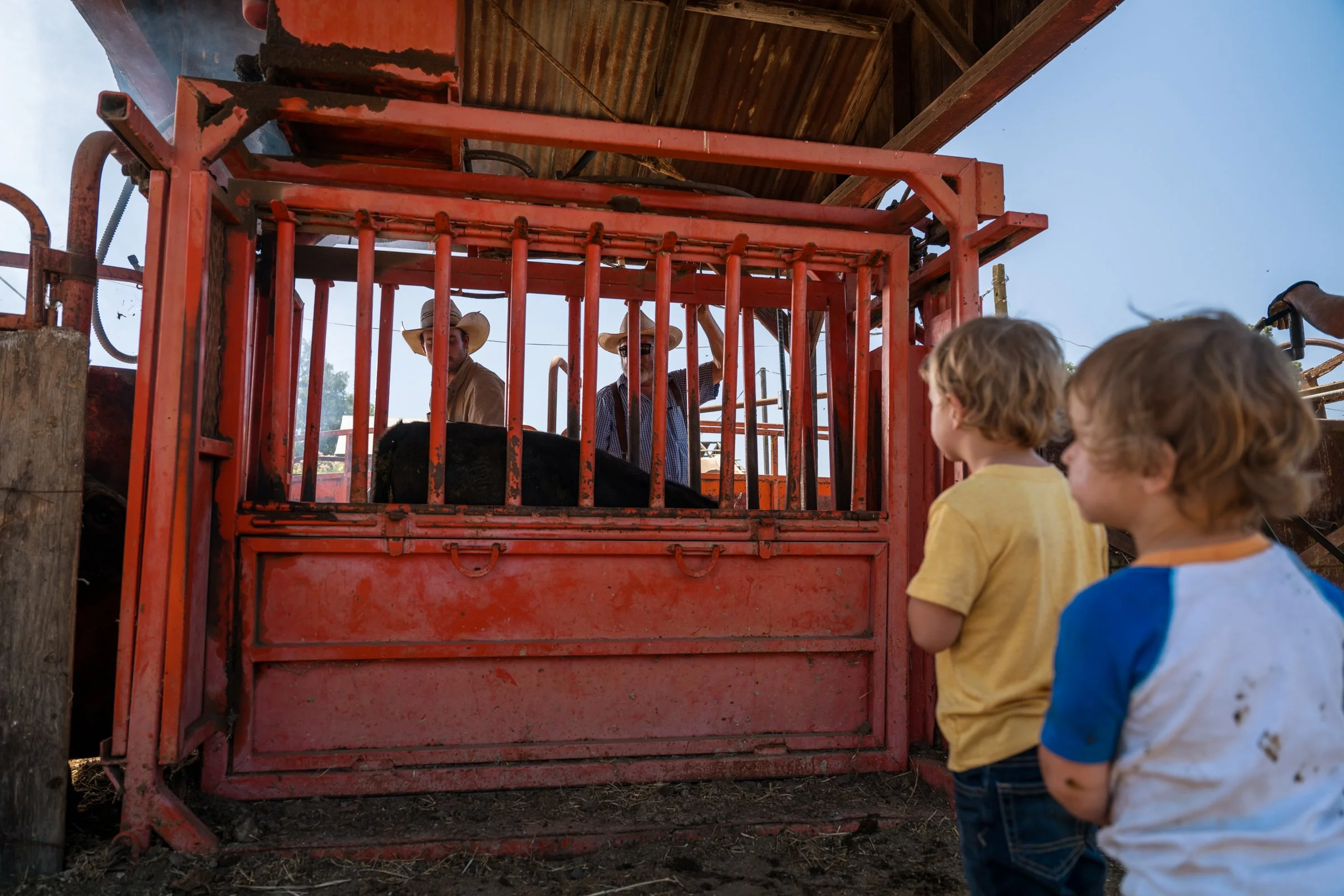 Young children watching cowboys work cattle through red squeeze chute at Mahon Ranch roundup Sacramento County July 2025