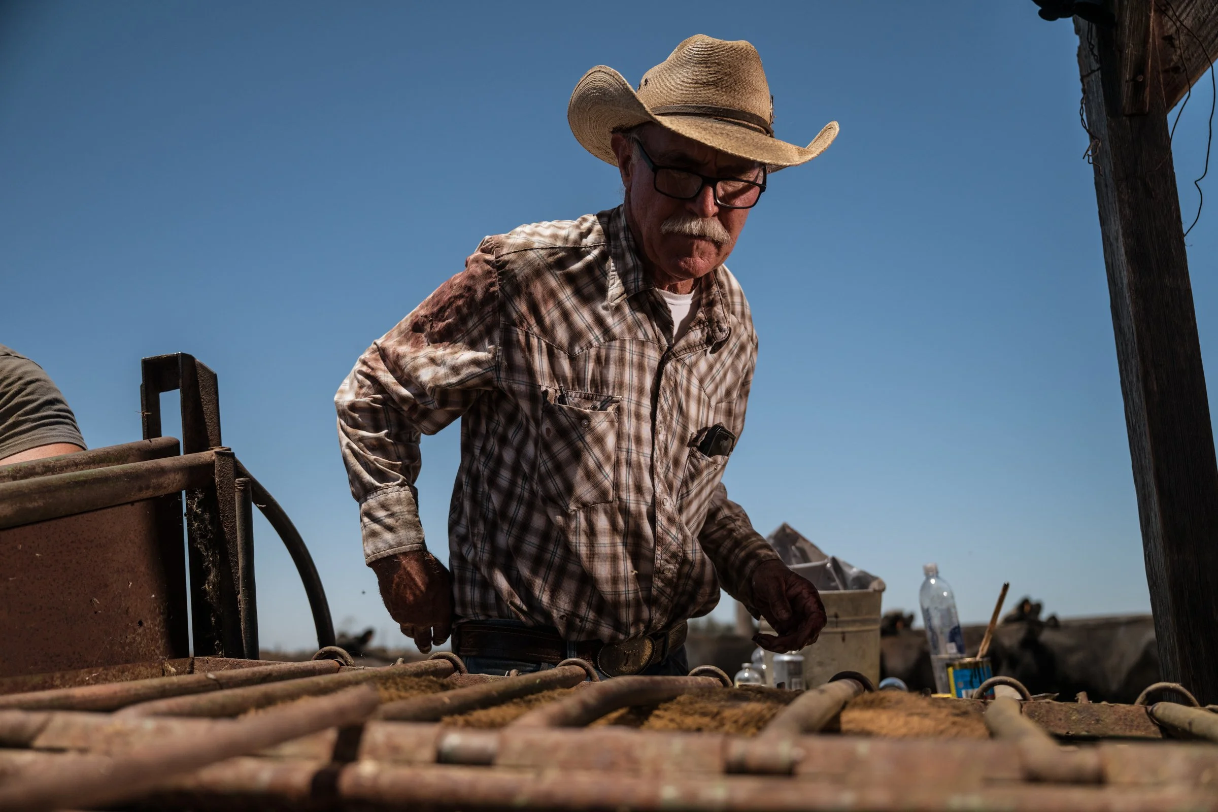 Tom Mayan working cattle processing at Mahon Ranch roundup Sacramento County California July 2025