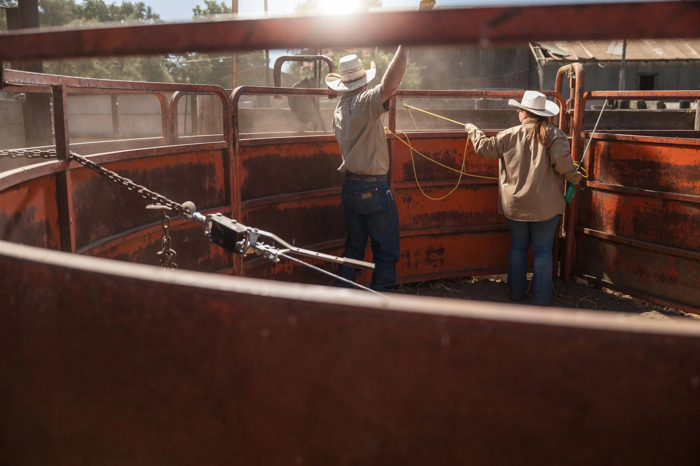Two cowboys working cattle inside chute area at Mahon Ranch roundup Sacramento County California July 2025