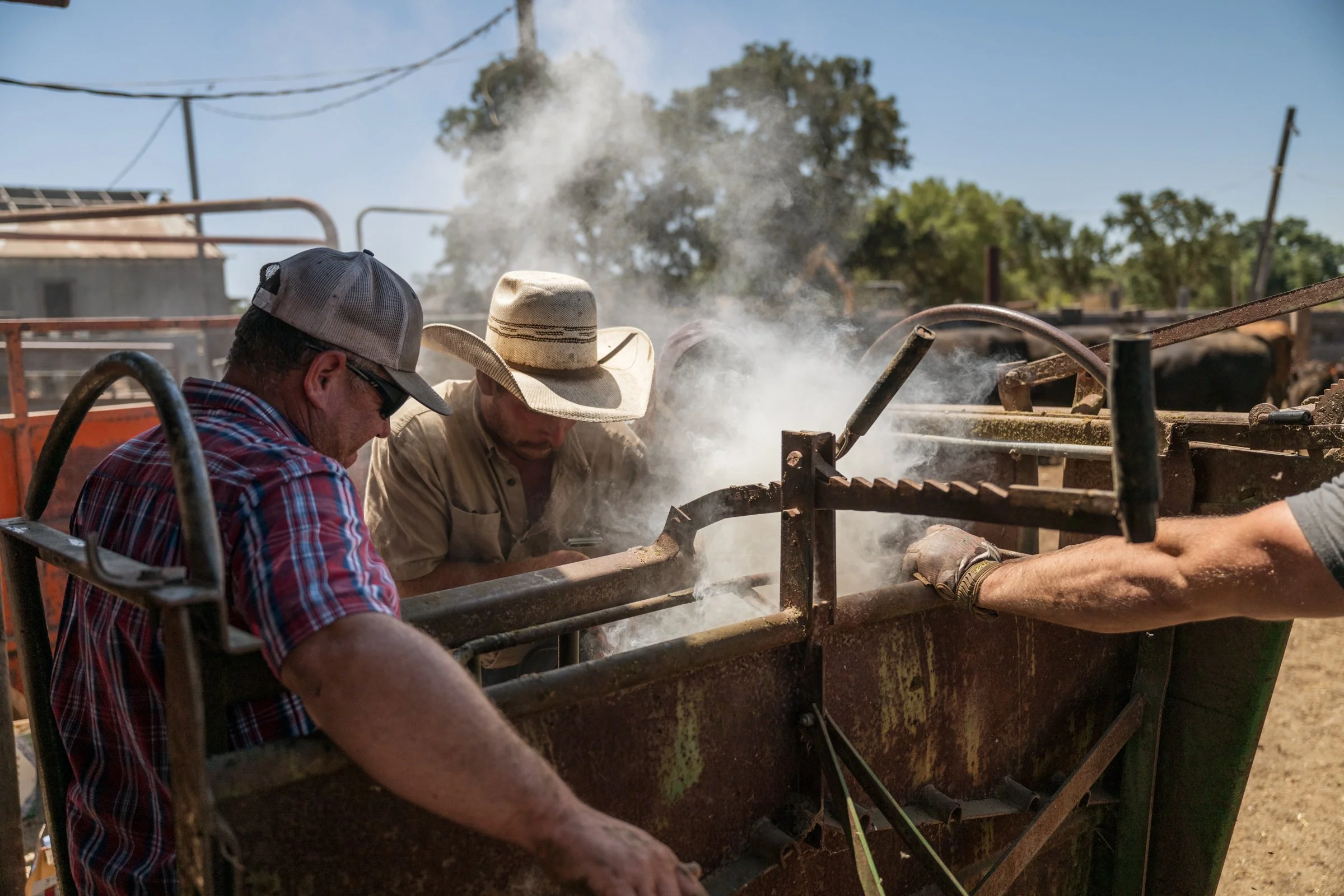 Cowboys applying brand to cattle with smoke rising at Mahon Ranch roundup Sacramento County California July 2025