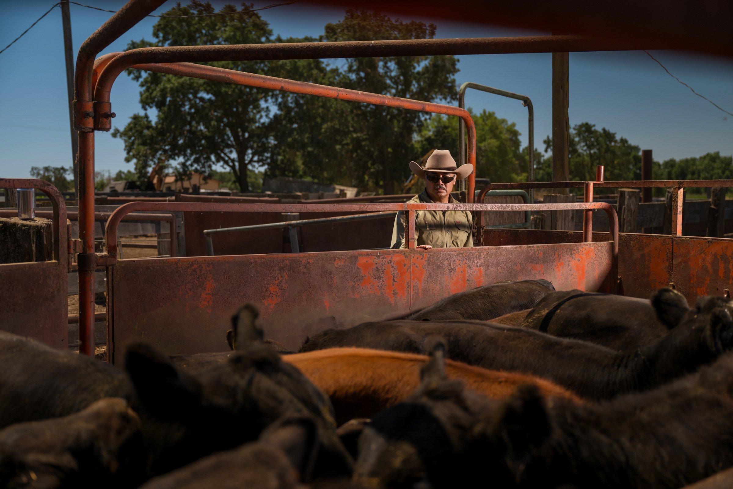 Cowboy standing behind cattle in squeeze chute at Mahon Ranch roundup Sacramento County California July 2025