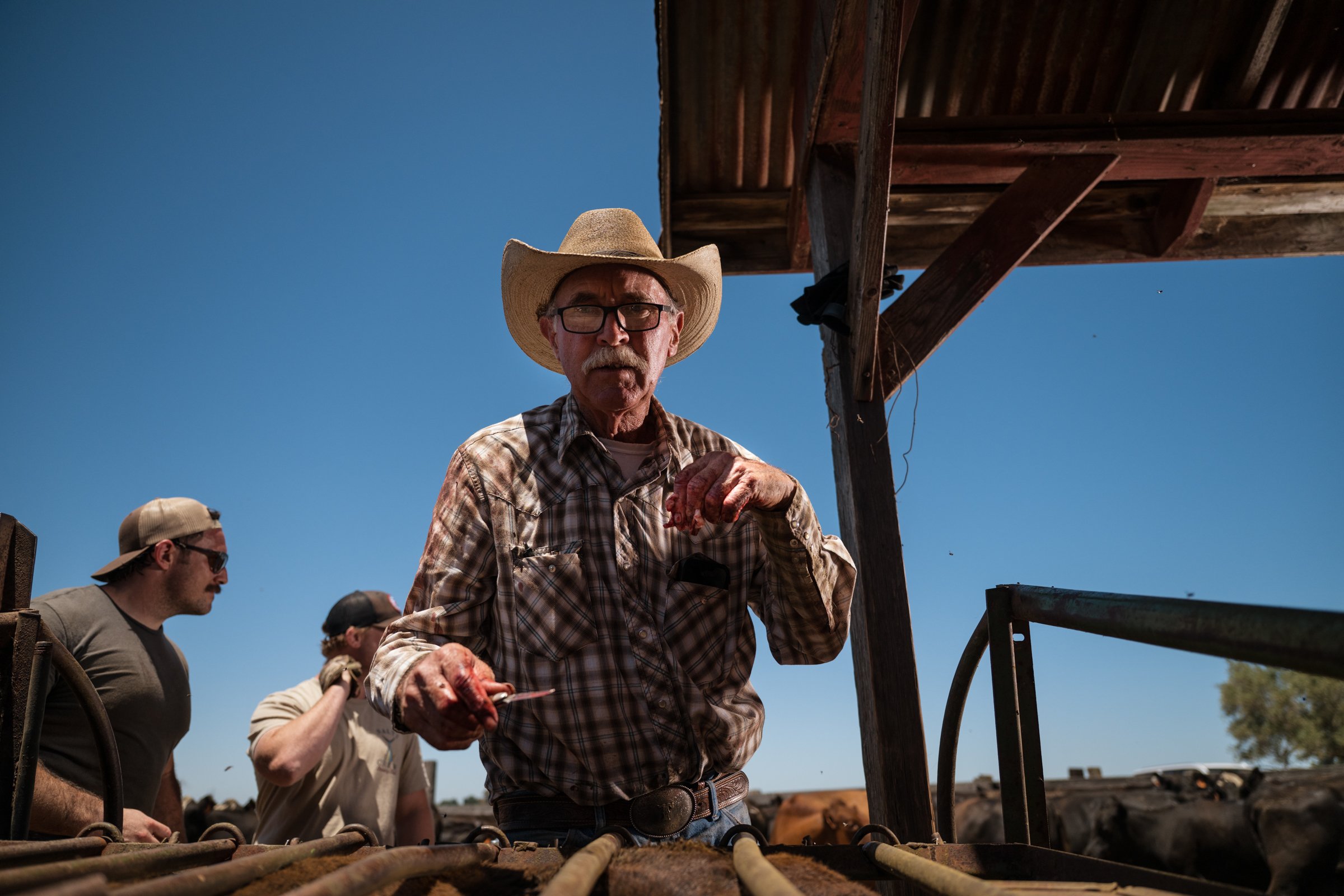 Tom Mayan using his historic knife during cattle processing at Mahon Ranch roundup Sacramento County California July 2025