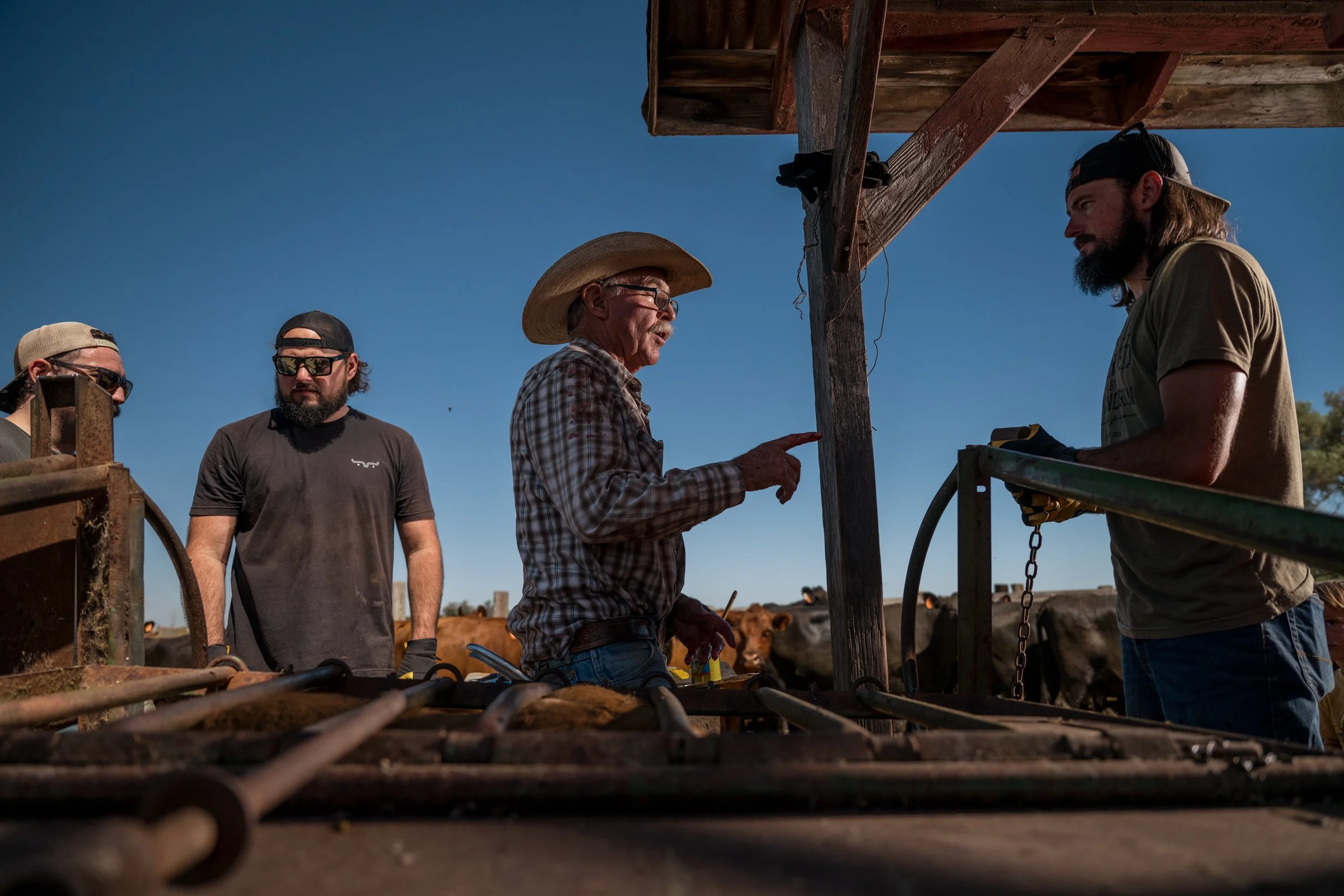 Jack Mahon directing crew at cattle chute during Mahon Ranch roundup Sacramento County California July 2025