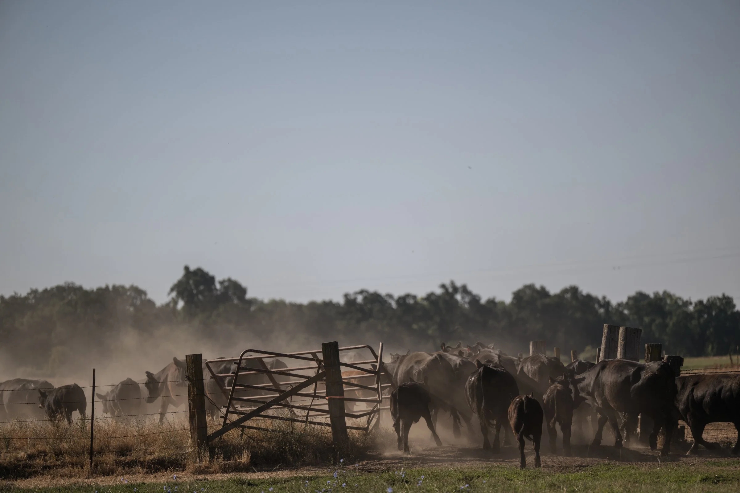 Cattle herd moving through corral gates in dust at Mahon Ranch roundup Sacramento County California July 2024