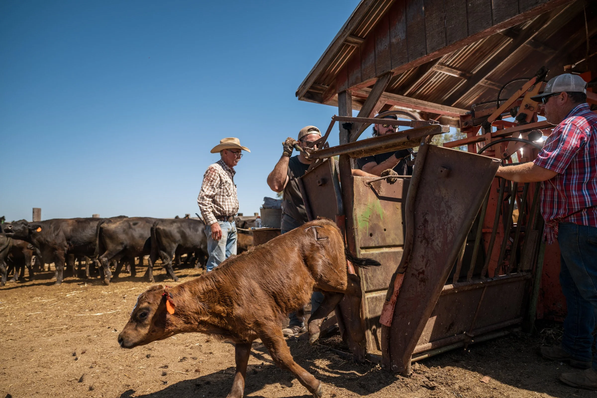 Calf exiting cattle chute as cowboys work the gate at Mahon Ranch roundup Sacramento County California July 2025