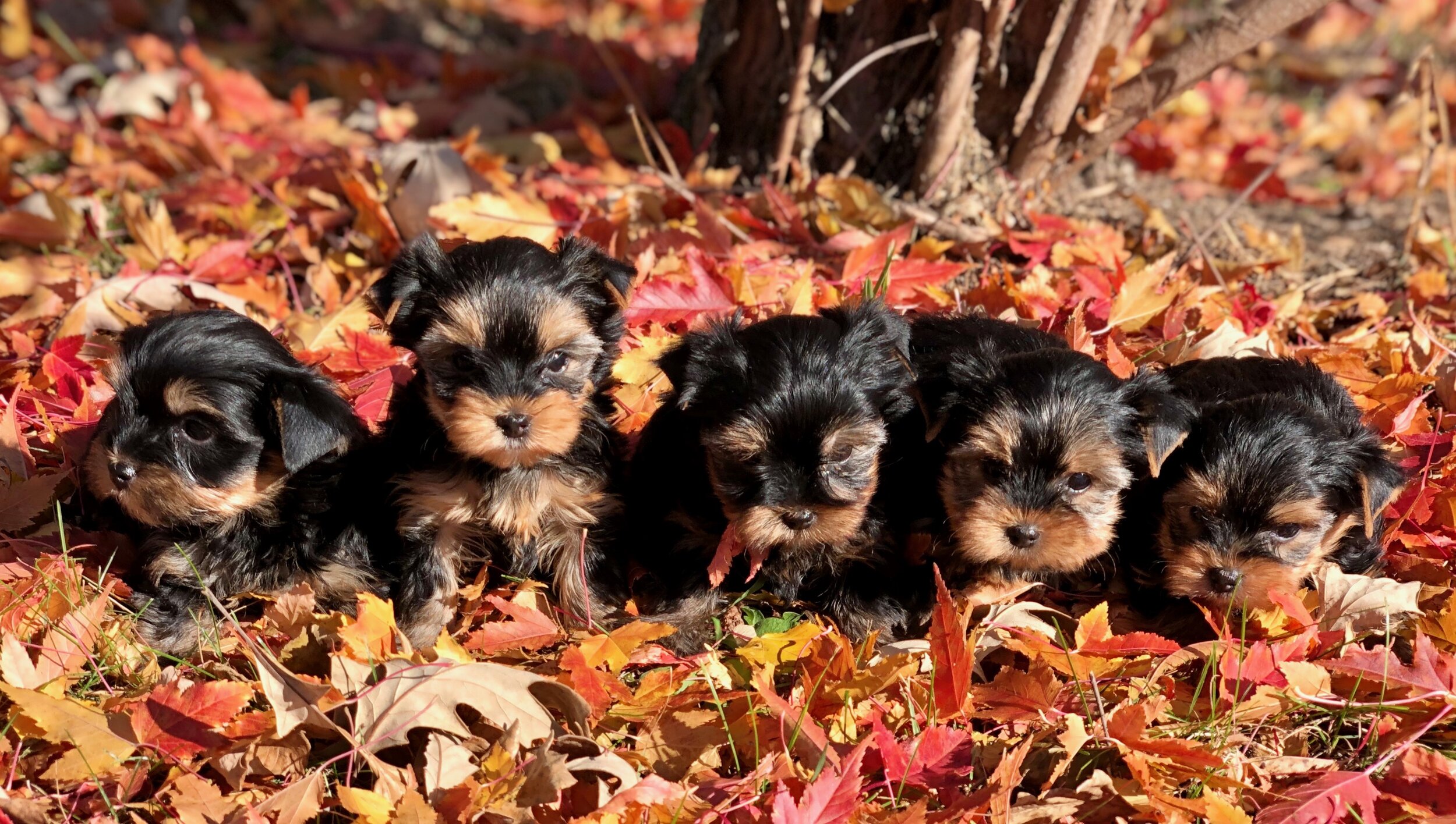 PUPPIES 1.jpg