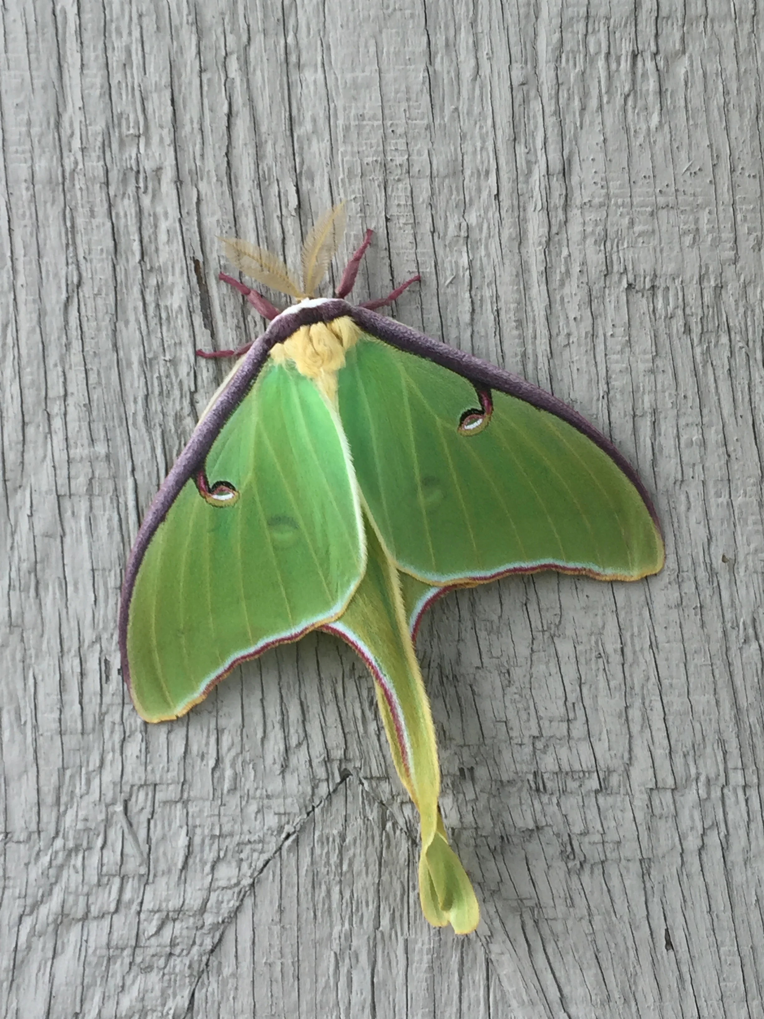 Luna Moth