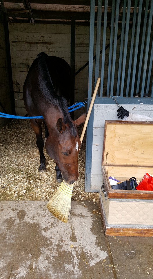 Bring me hay or the broom is going to get it!