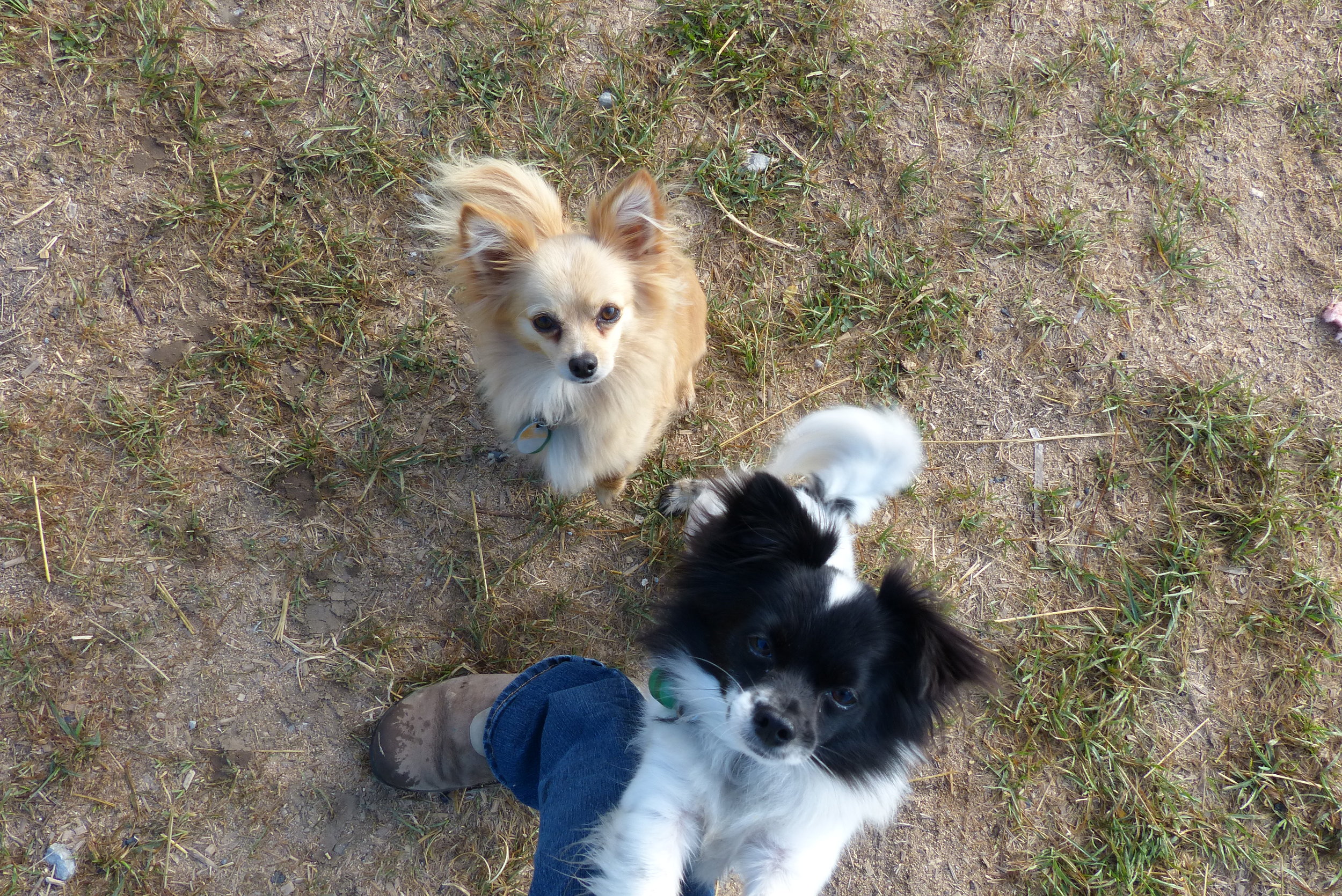  The chihuahua police stopped by making sure the barn cats were on their best behavior... 