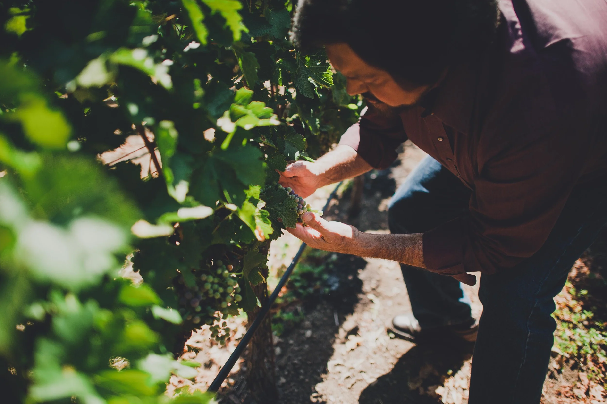 Madrigal Vineyards-20.jpg