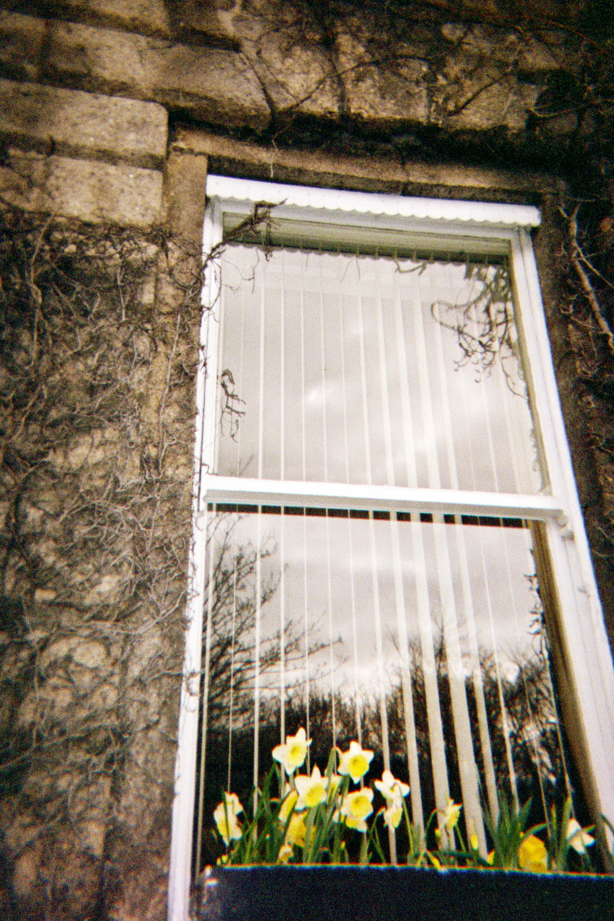 Daffodils