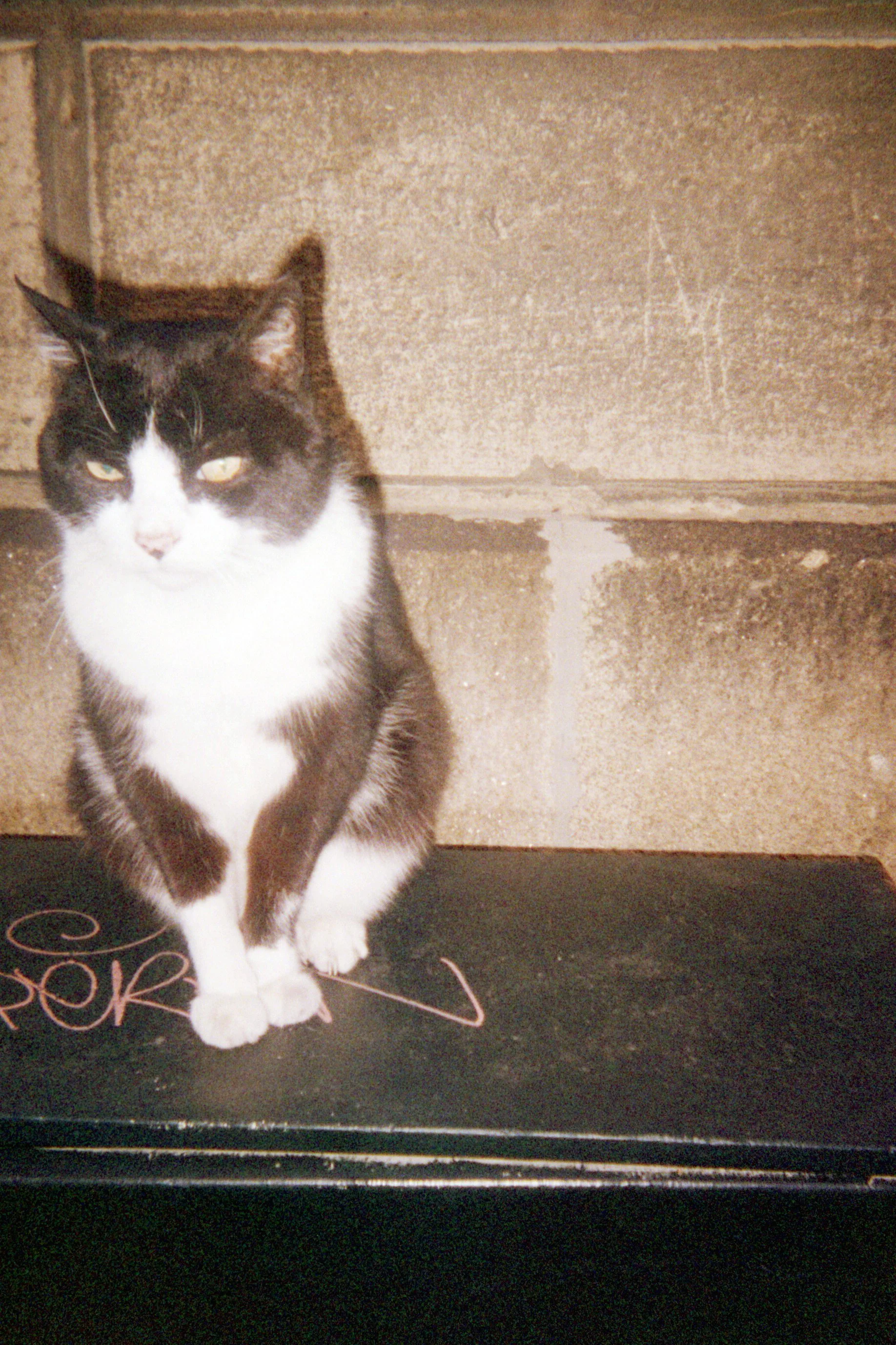 Le Chat