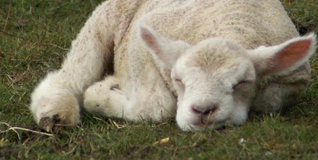 One of my favorite podcasts, Radiolab, did a great program on Sleep . The idea of "brain-washing" as a literal function of sleep is explained as follows: Throughout the day, we process TONS of information, all at varying levels of perceived importance. The most important is "loudest" in the brain, and the less important things are quieter--almost like static background noise. The idea is that during sleep, the volume of everything is turned down and the unimportant is filtered out, while the important--though more quiet--remains. With the background noise filtered out, the important ideas and events are more clearly perceived. SO COOL! …Yup. I am a definite nerd. 