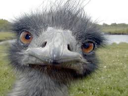 That's my Emu. He was really excited to help me out with his wonderful natural oils :) Can you tell?
