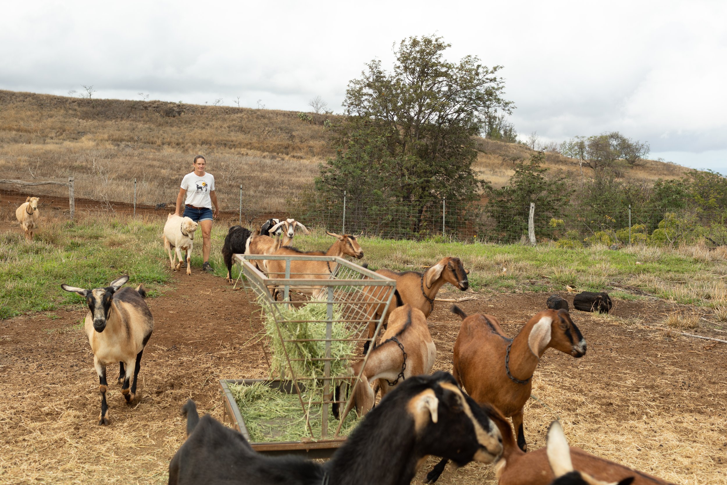 haleakala-creamery-tour-67.jpg