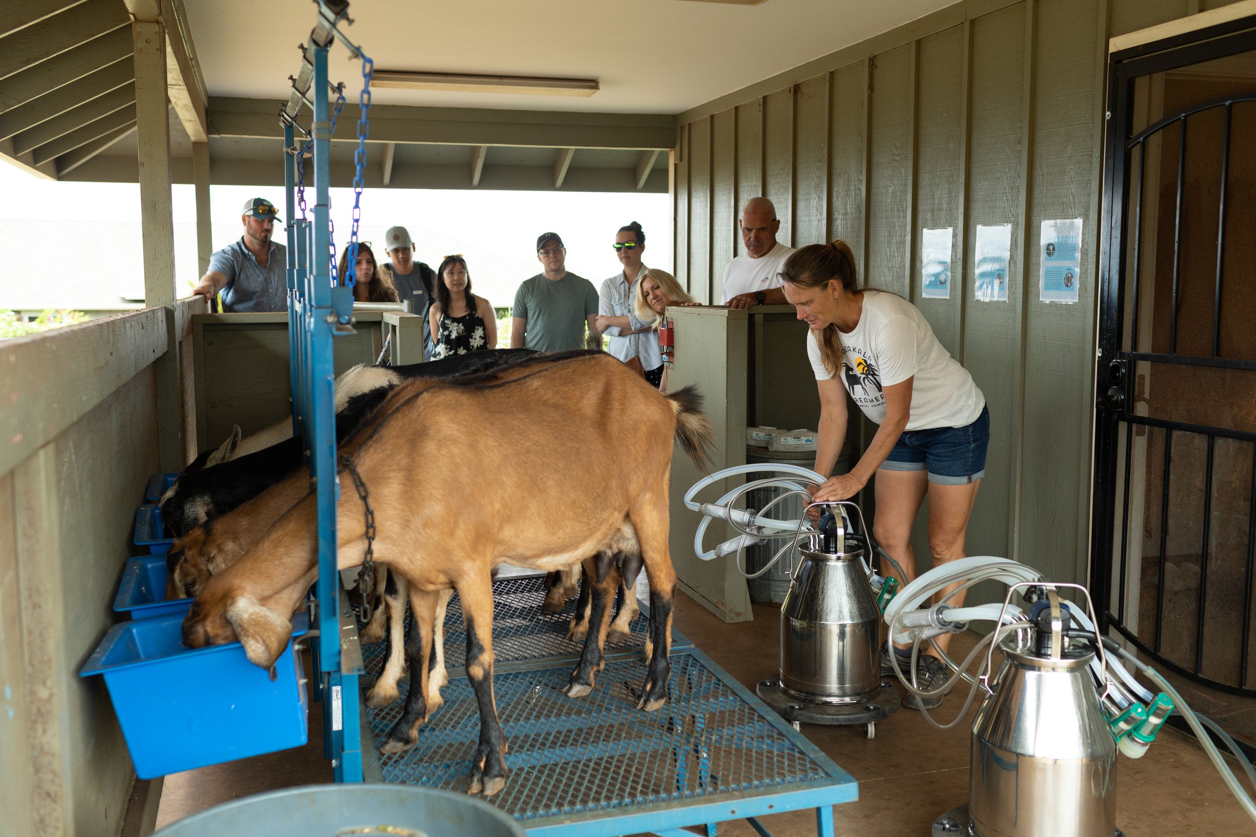 haleakala-creamery-tour-93.jpg