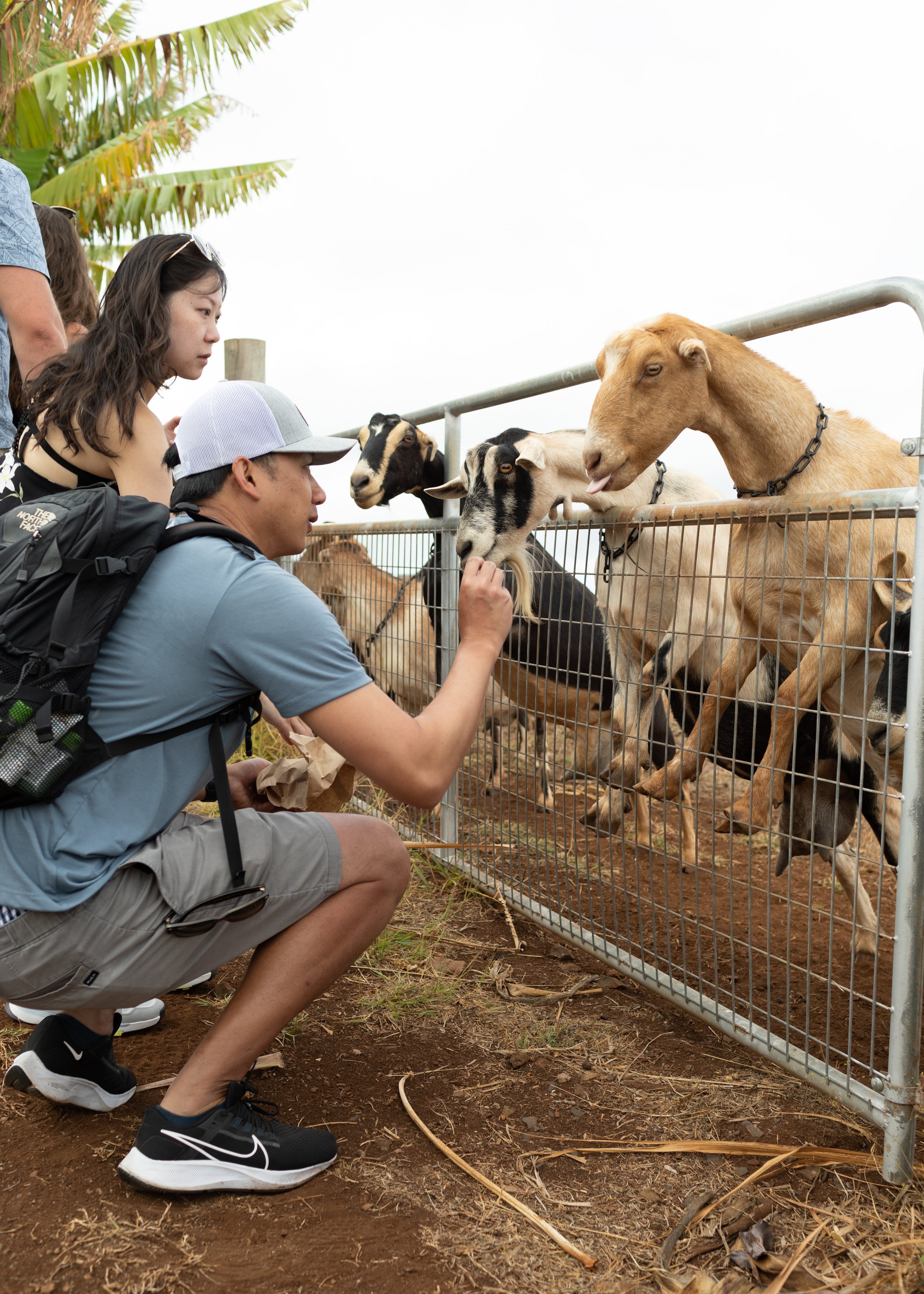 haleakala-creamery-tour-48.jpg