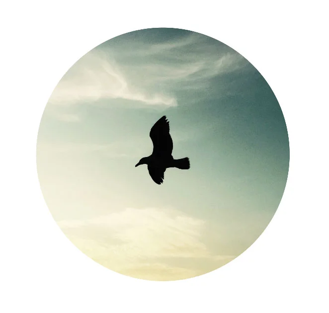great_pt_gull.jpg
