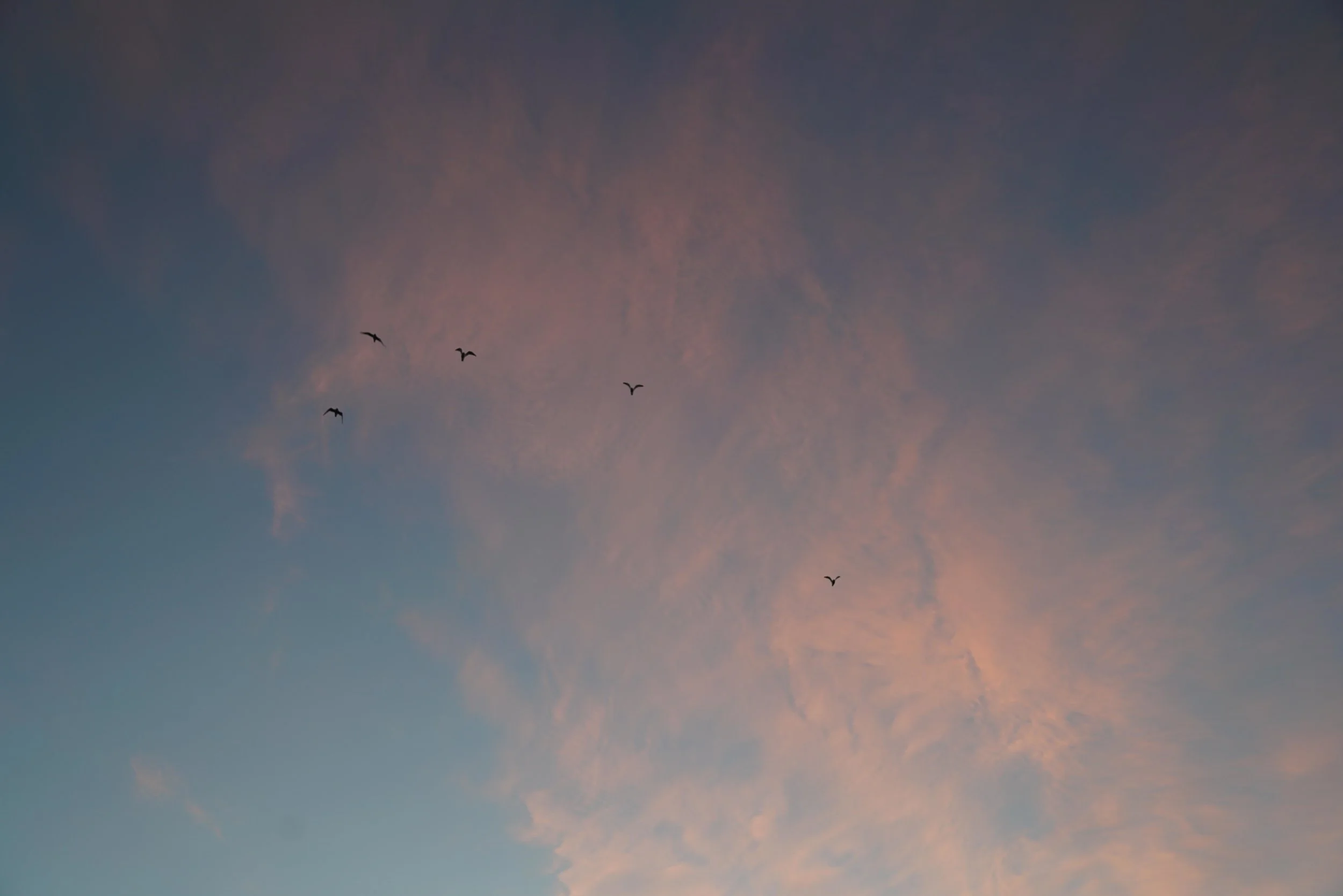 birds in pyramiden