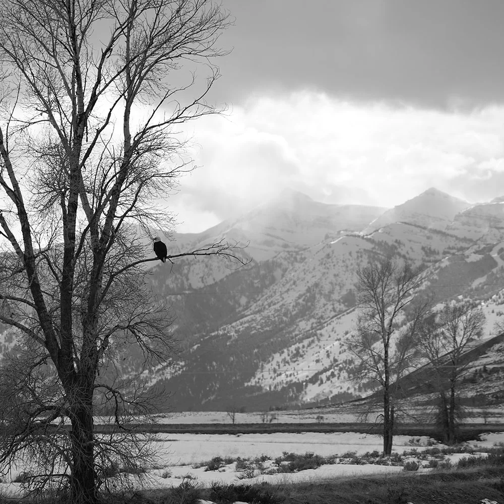 eagle