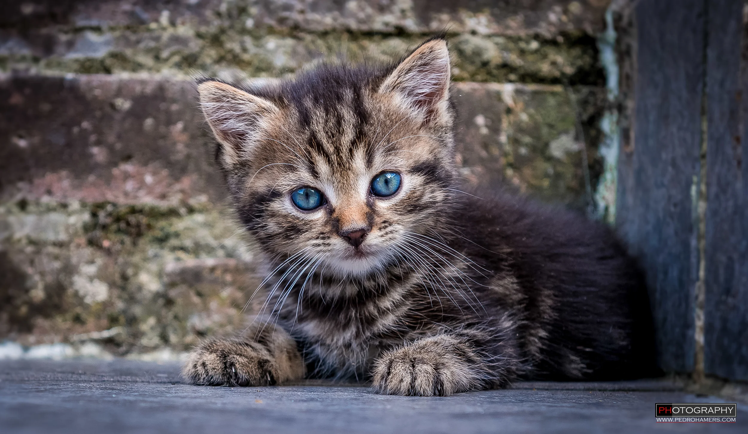 Deborah_Kittens-1-4.jpg