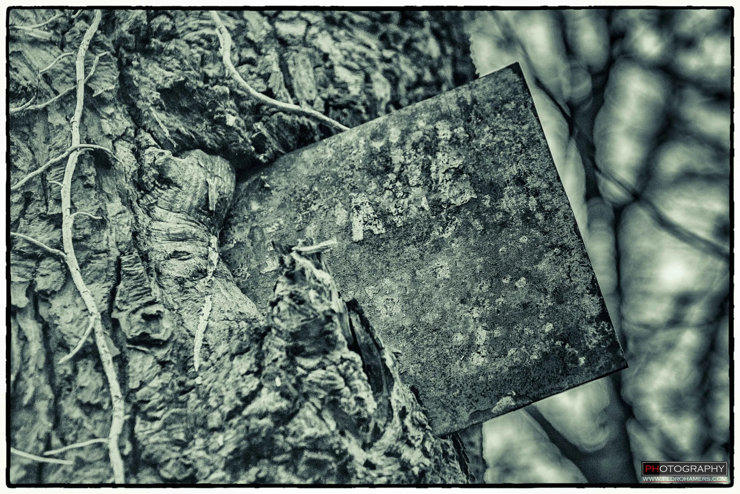 Forgotten-1.jpg
