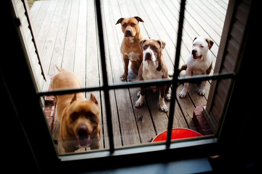 dogs-in-windows-001