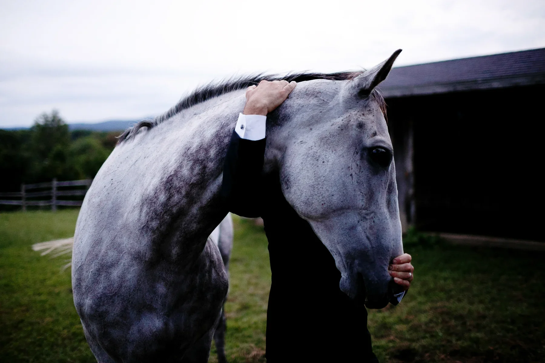 A person in a black suit with white shirt cuffs gently strokes the neck of a gray horse outdoors on a cloudy day.
