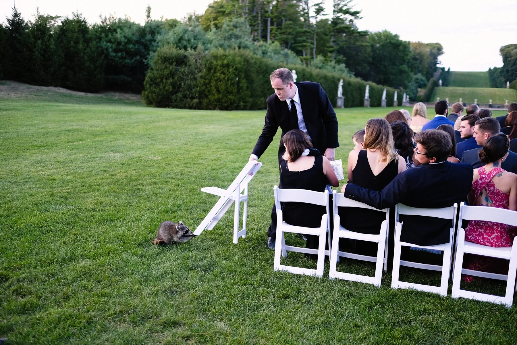 A raccoon is approaching a seated woman during an outdoor wedding ceremony on a grassy field, with guests seated on white chairs and lush trees in the background.