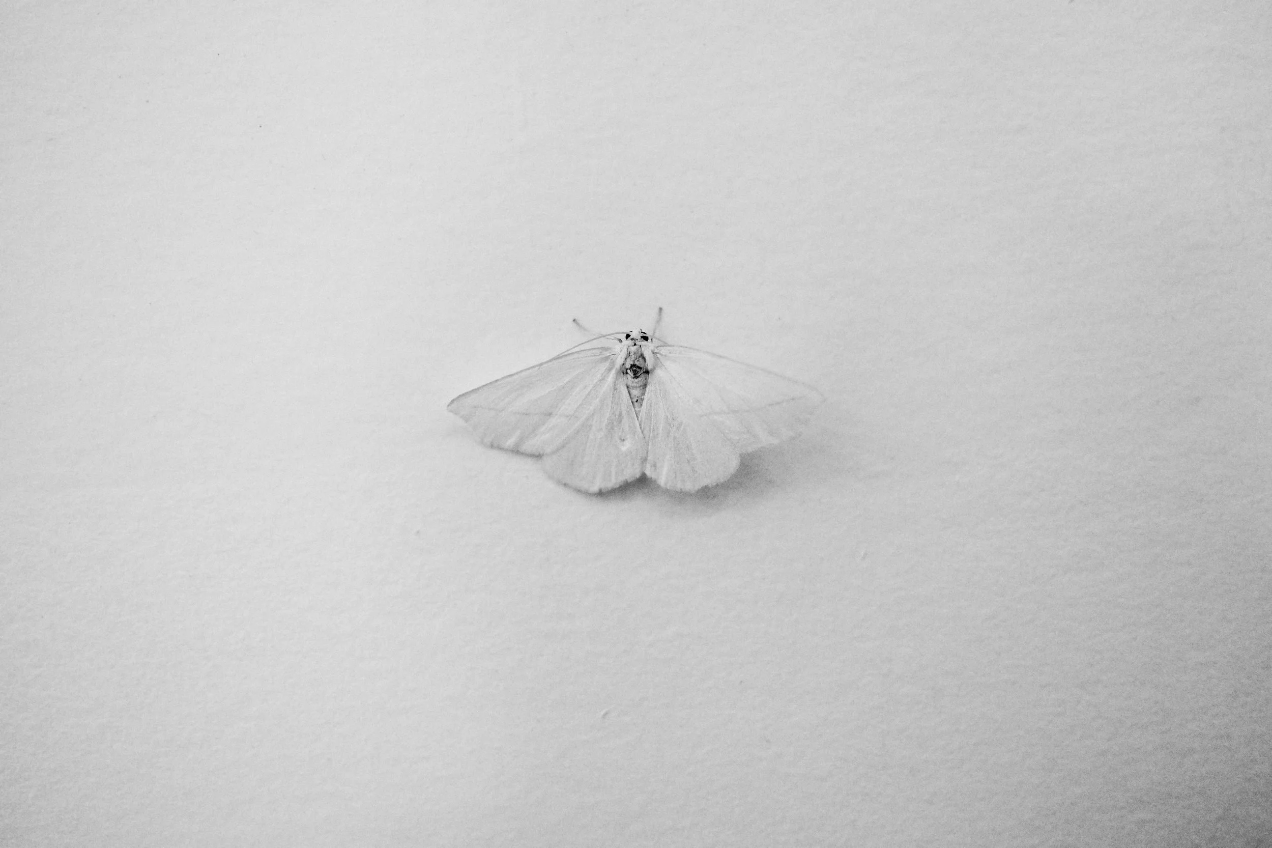 Black and white photo of a small moth with wings open, resting on a plain surface.