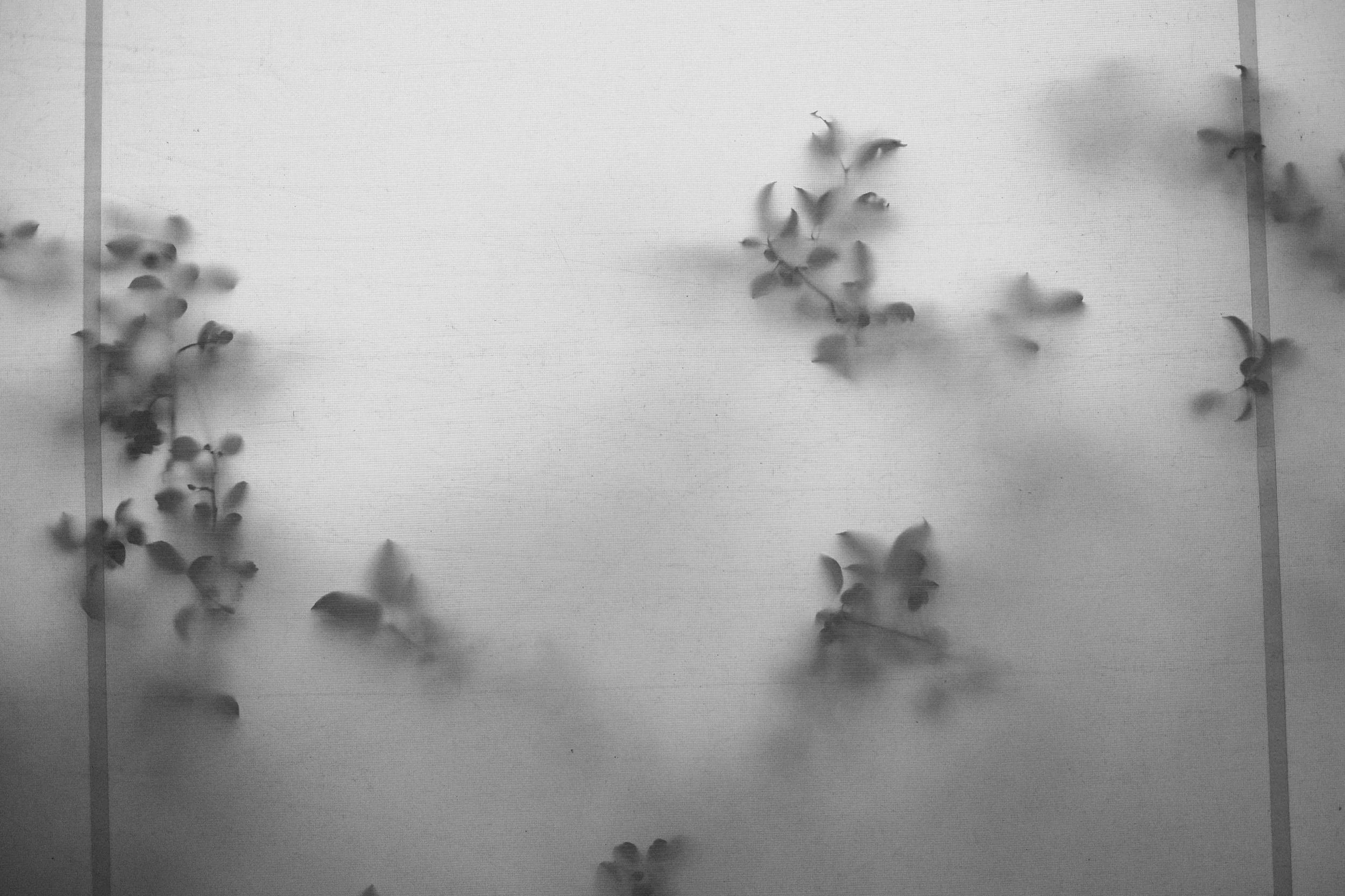 Black and white photograph of vines or leaves on a wall with two vertical lines on either side.