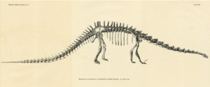 Diplodocus Carnegii Skeleton.png