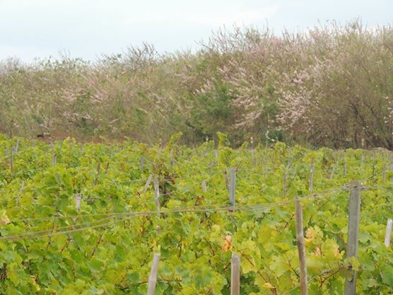 Indian vineyard